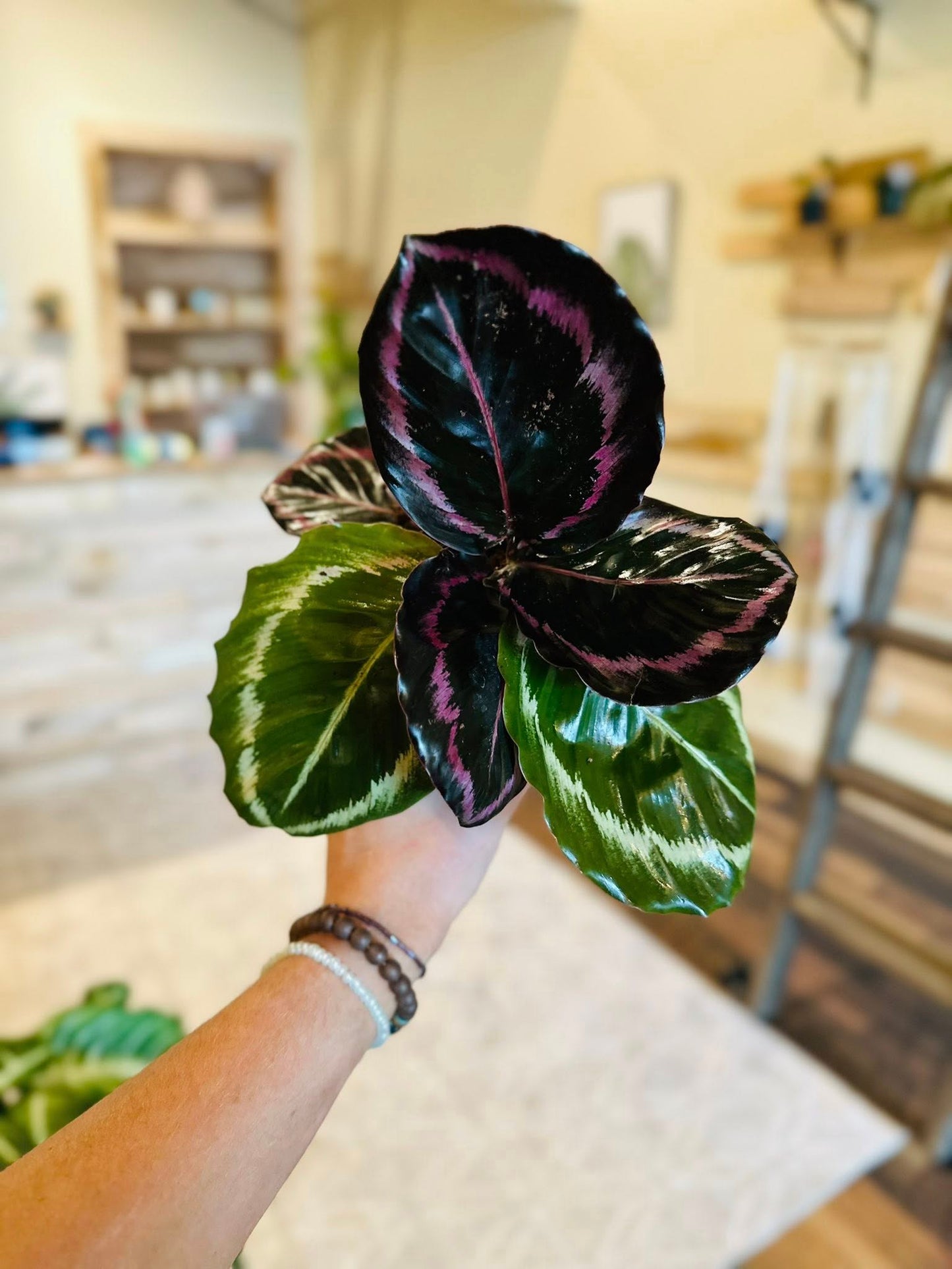 4" Calathea Princess Jessie
