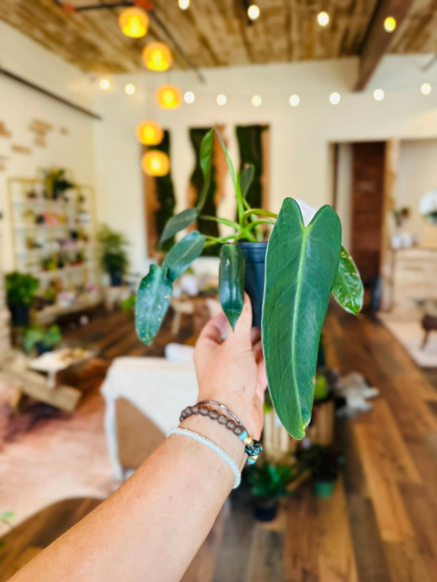 4" Philodendron Spiritus Sancti