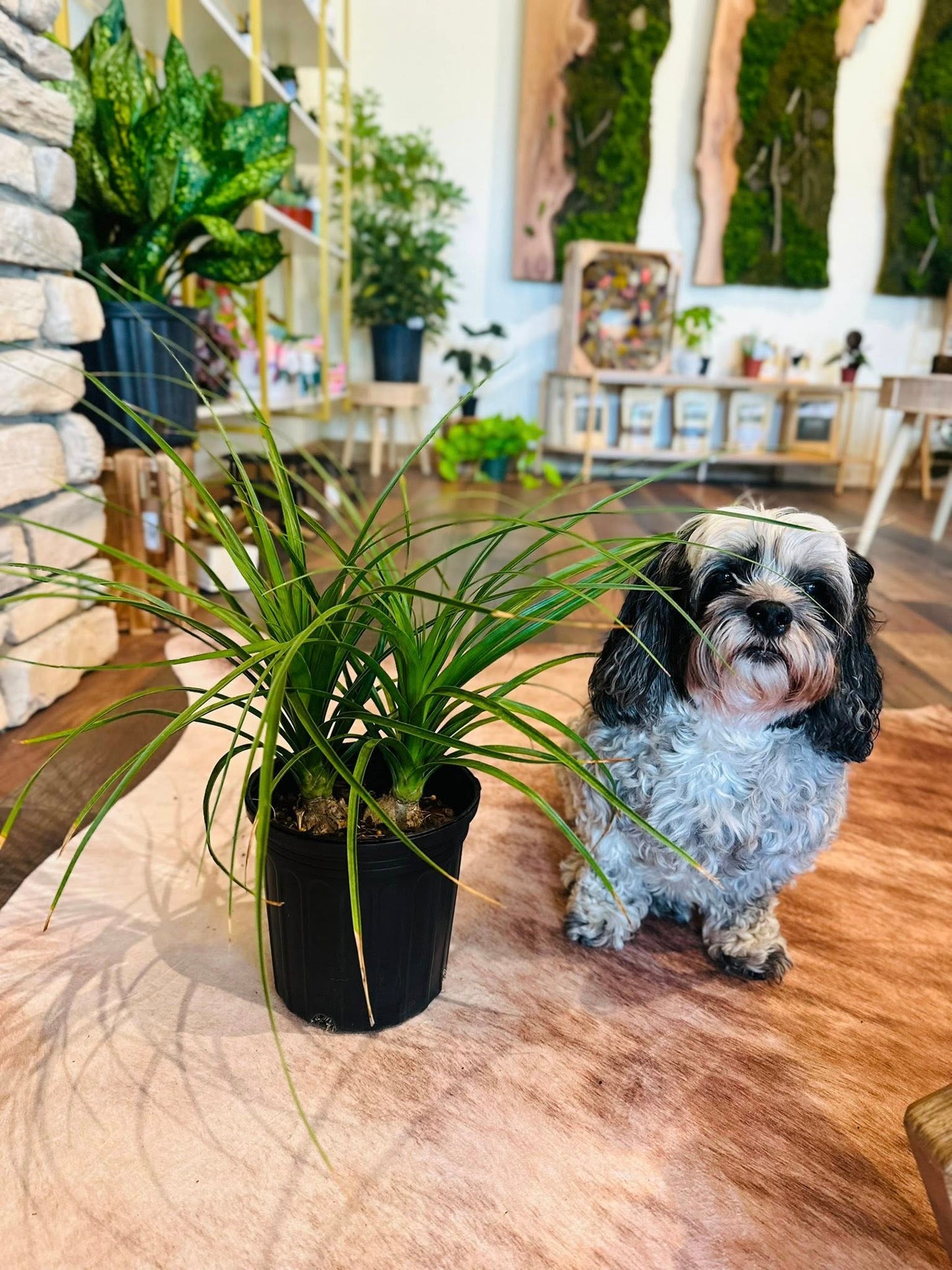 6" Ponytail Palm Multi