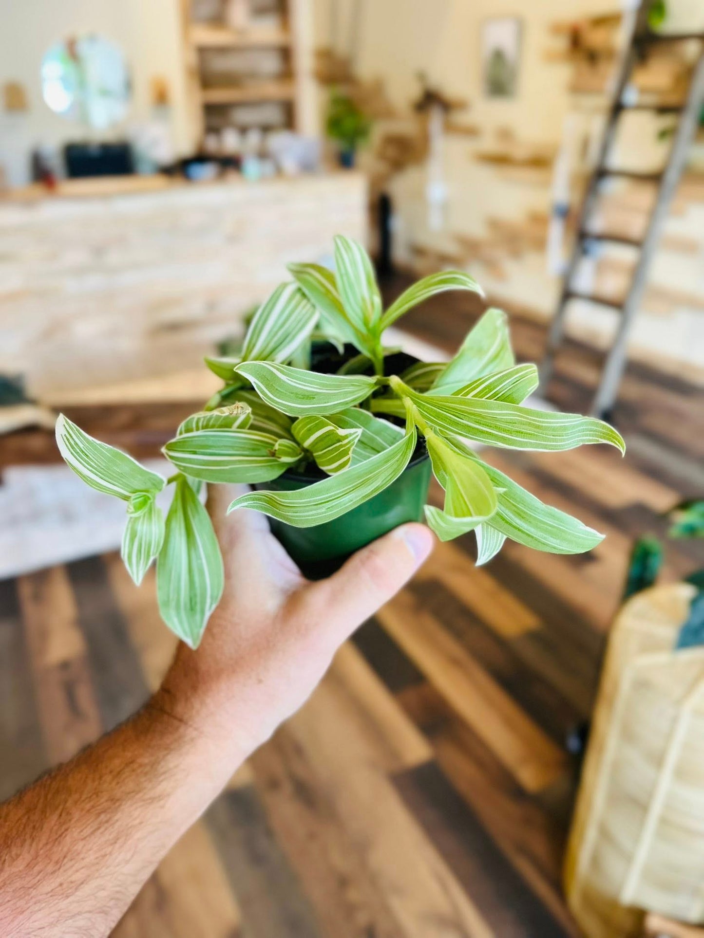 4" Tradescantia White