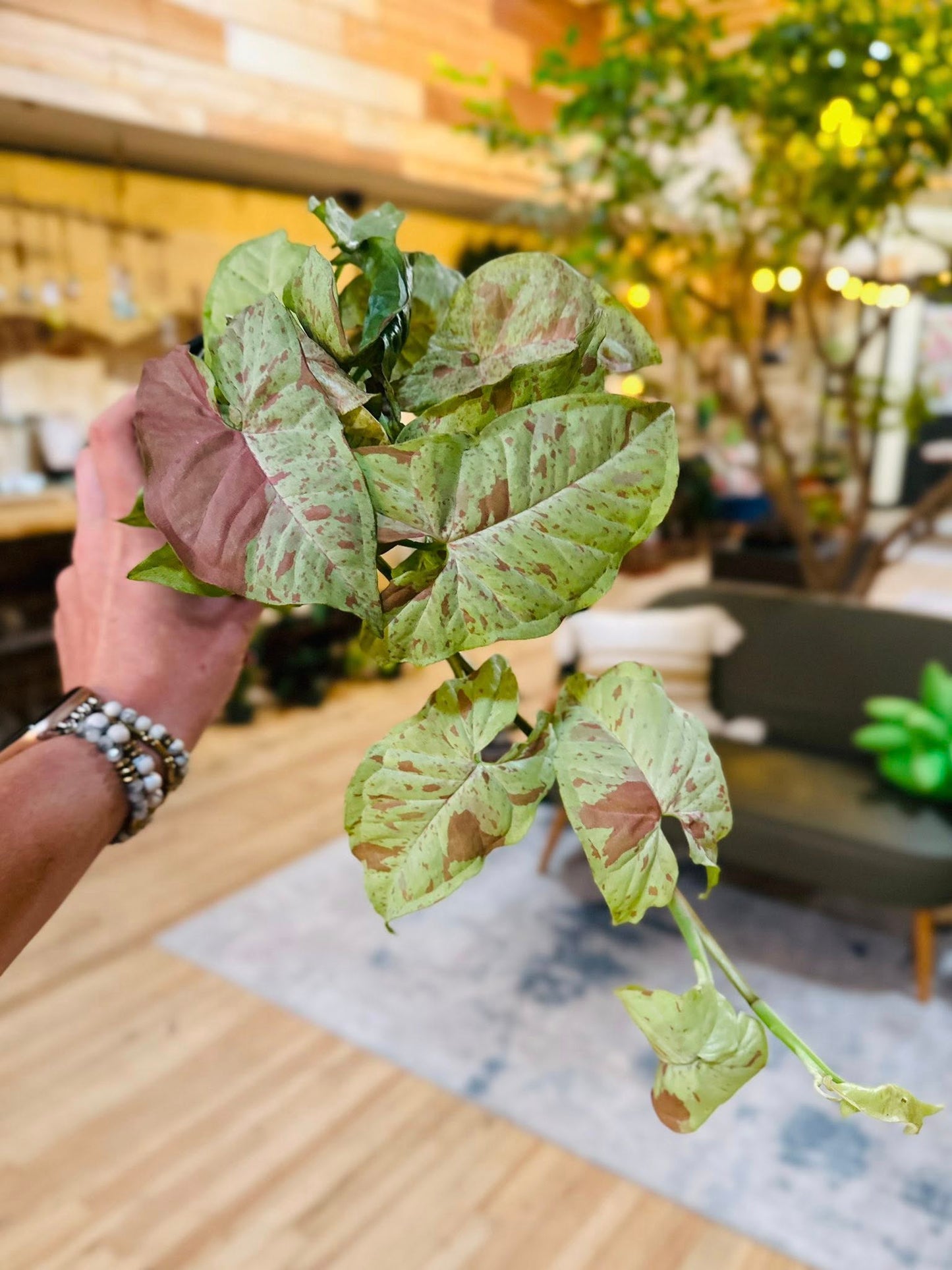 4" Syngonium Milk Confetti