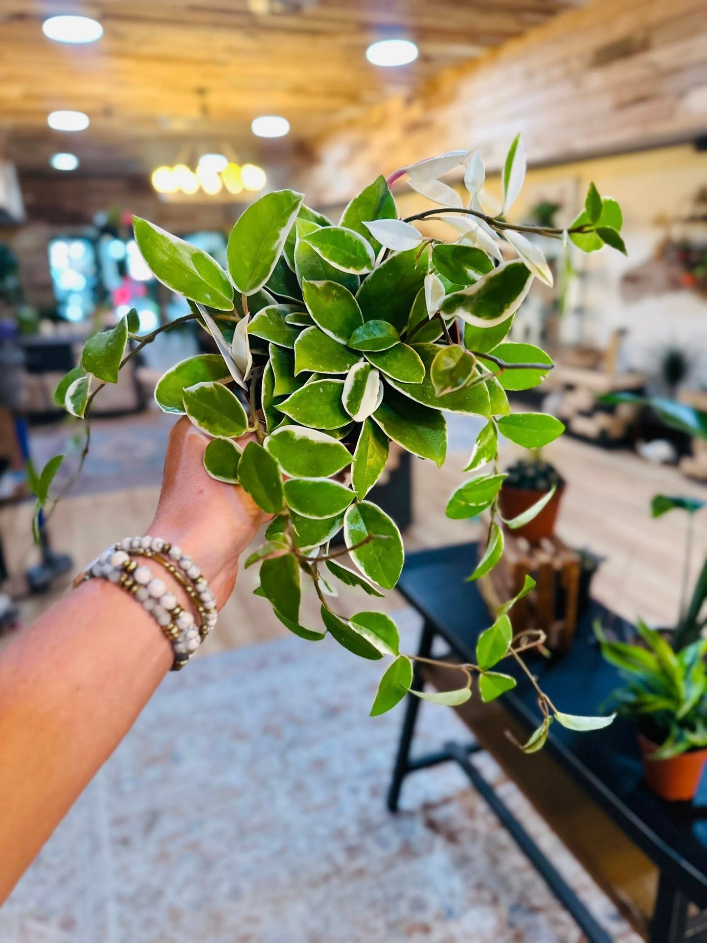 6" Hoya Krimson Queen