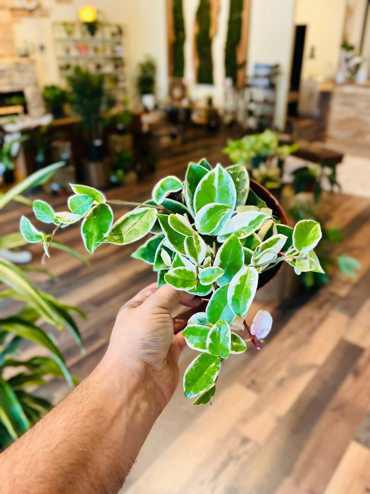 6" Hoya Krimson Queen