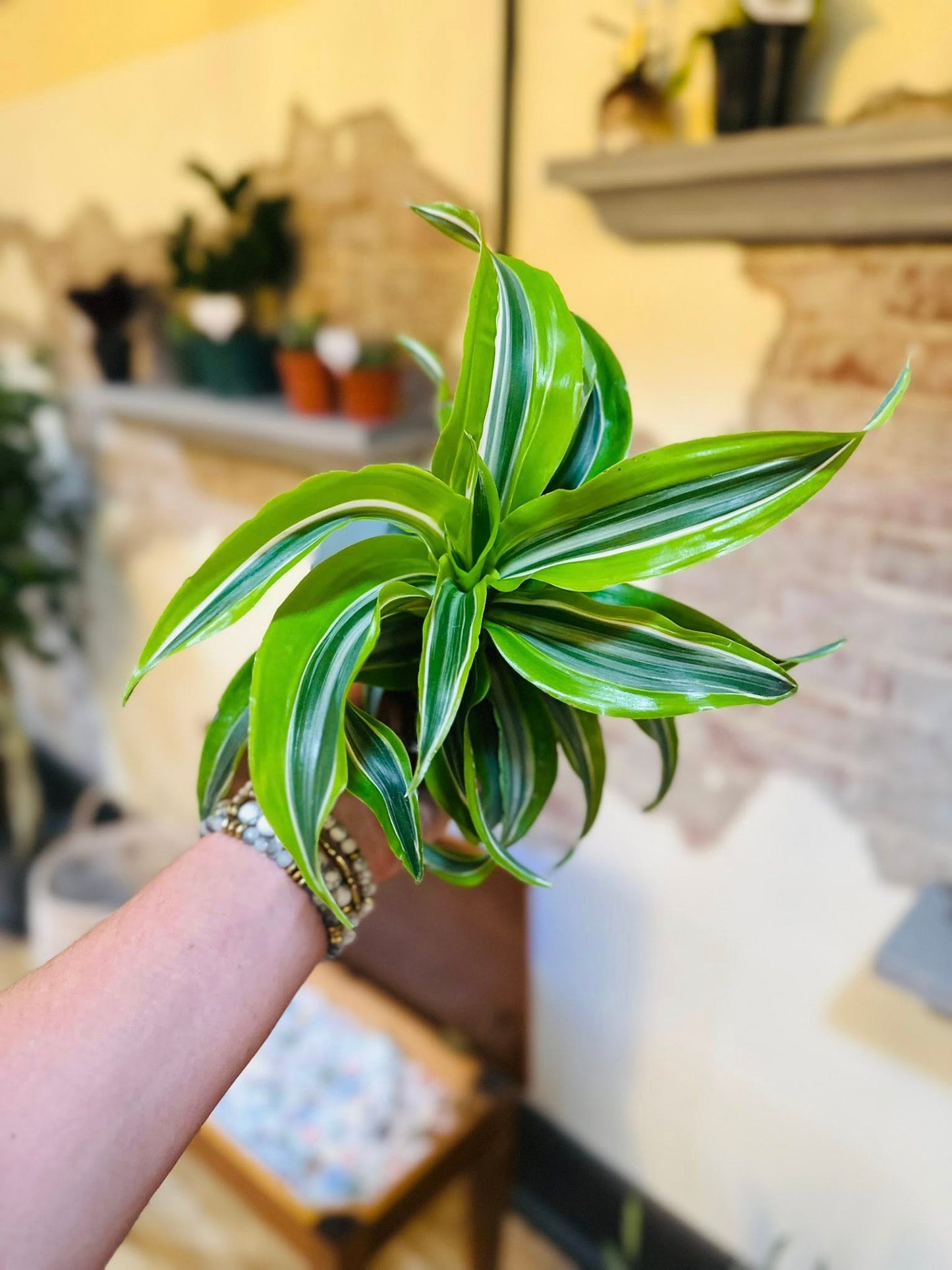 4" Dracaena Lemon Surprise