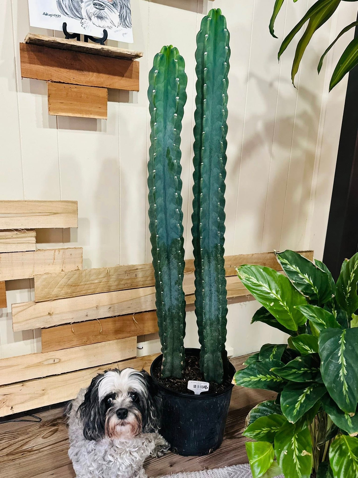 10" Cereus Jamacaru Cactus