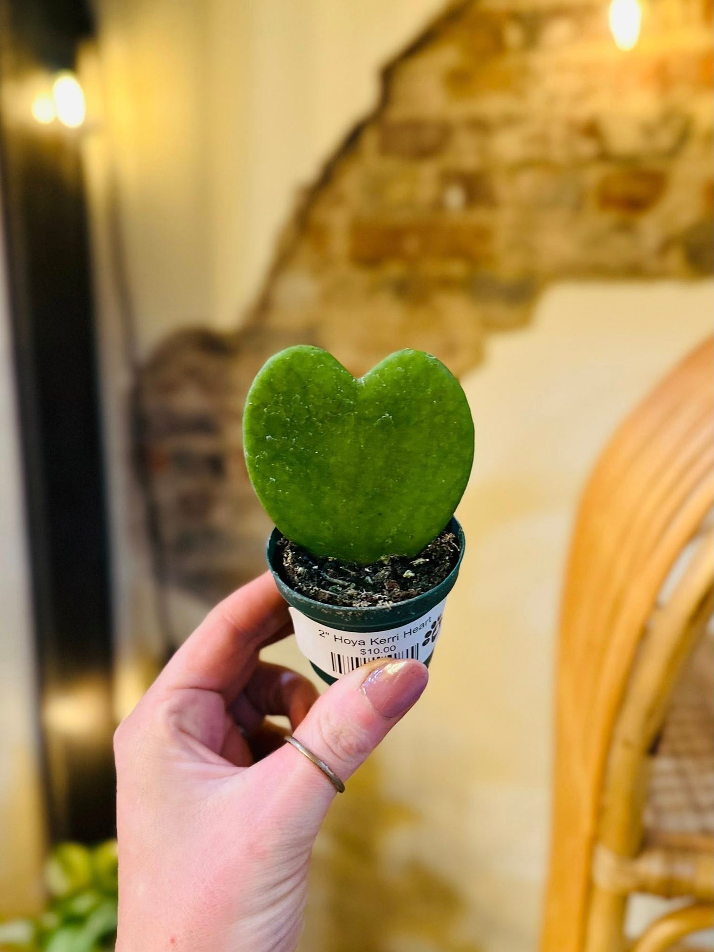 2" Hoya Kerri Heart