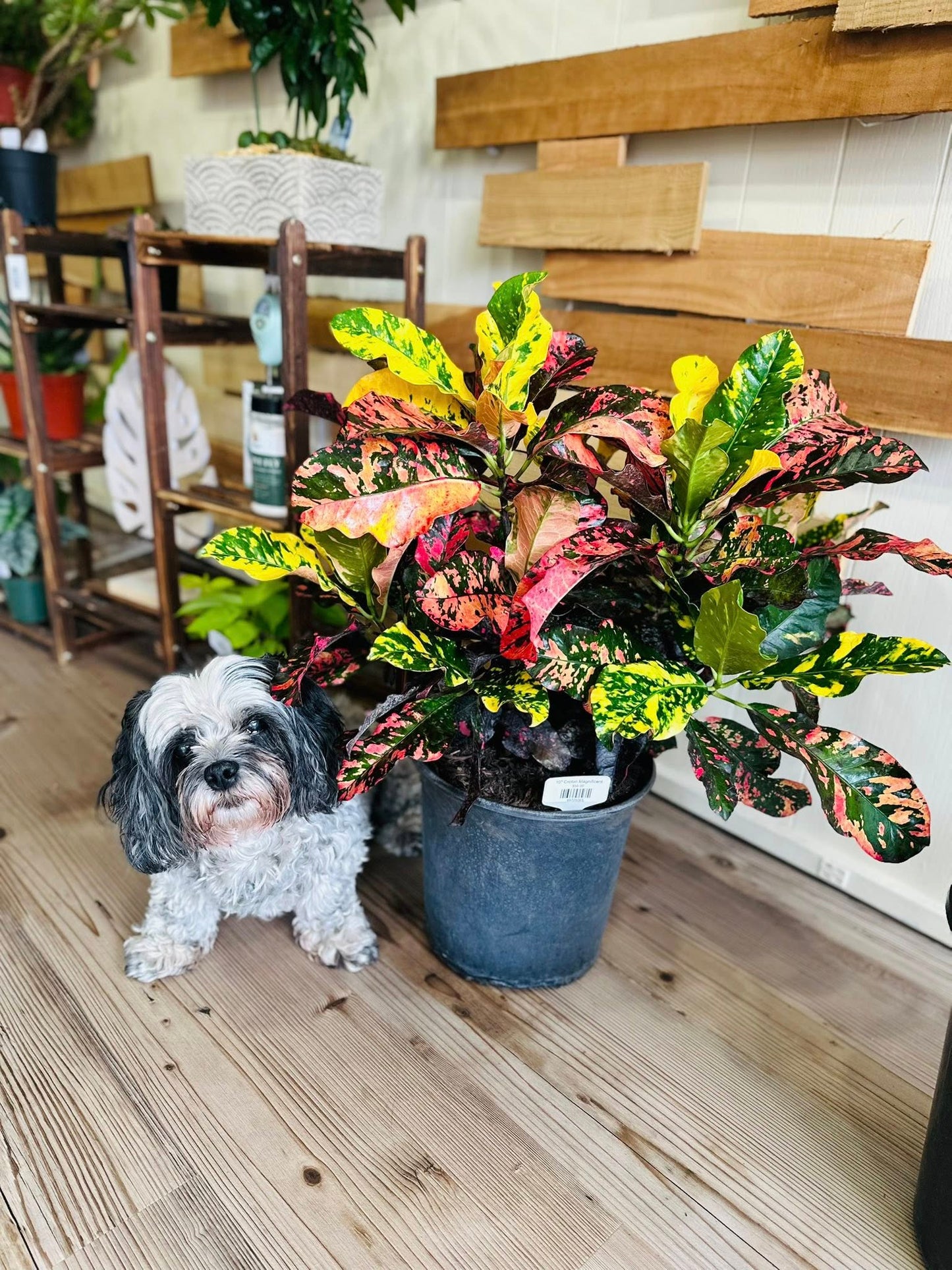 10" Croton Magnificent