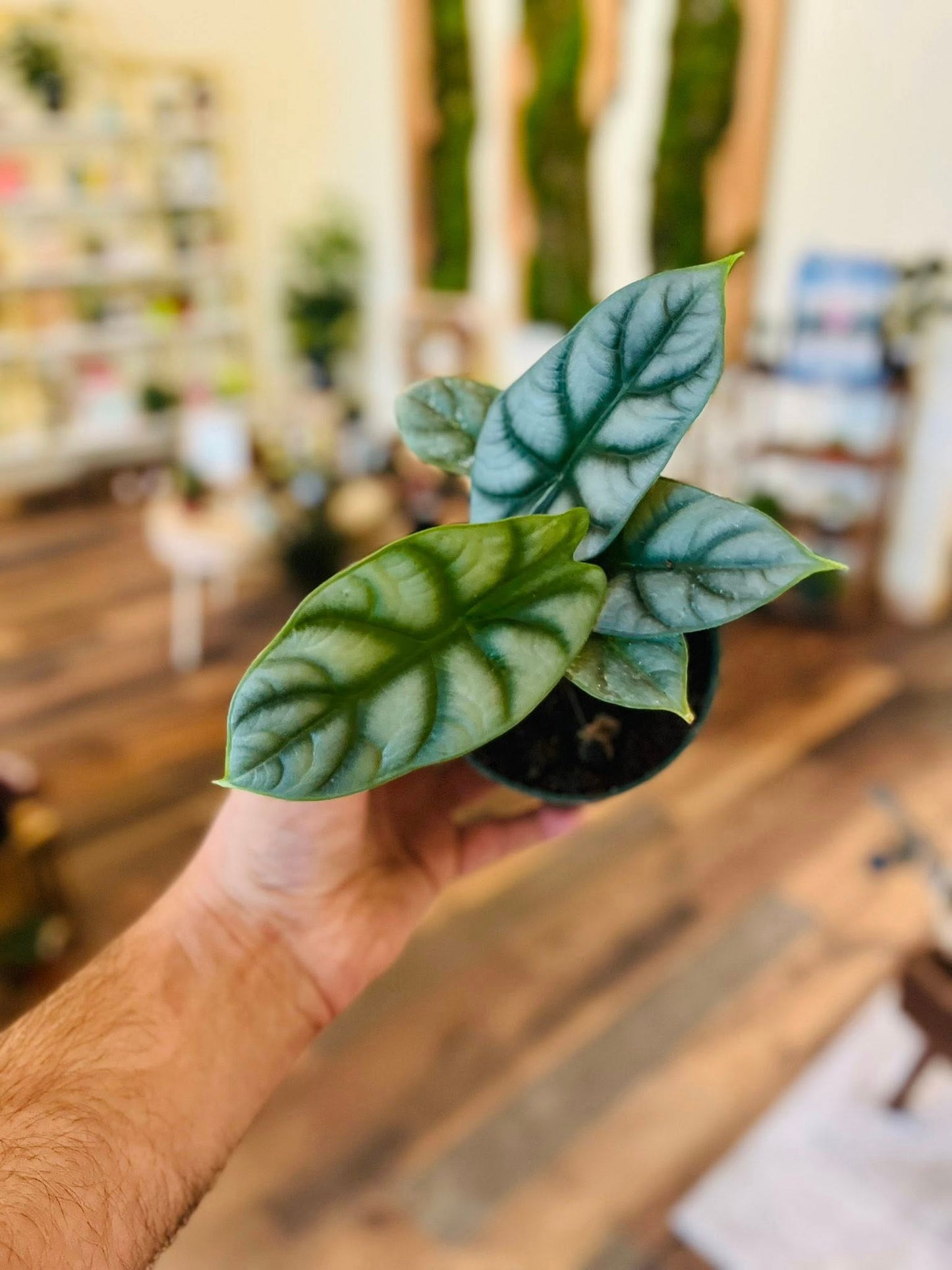 4" Alocasia Silver Dragon