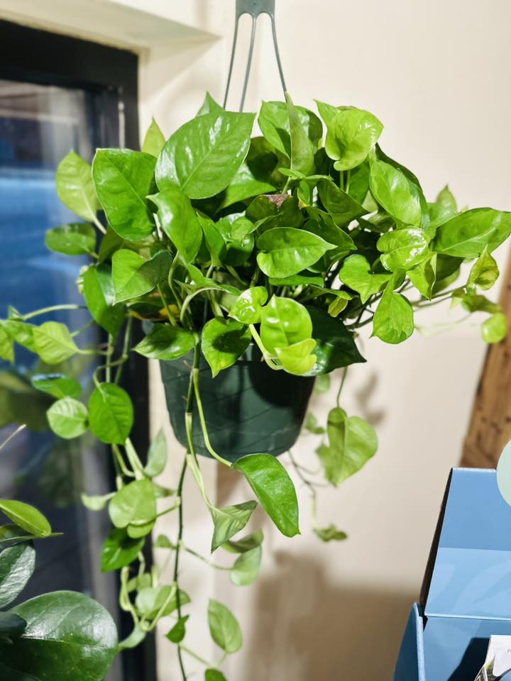 8" Global Green Pothos Basket