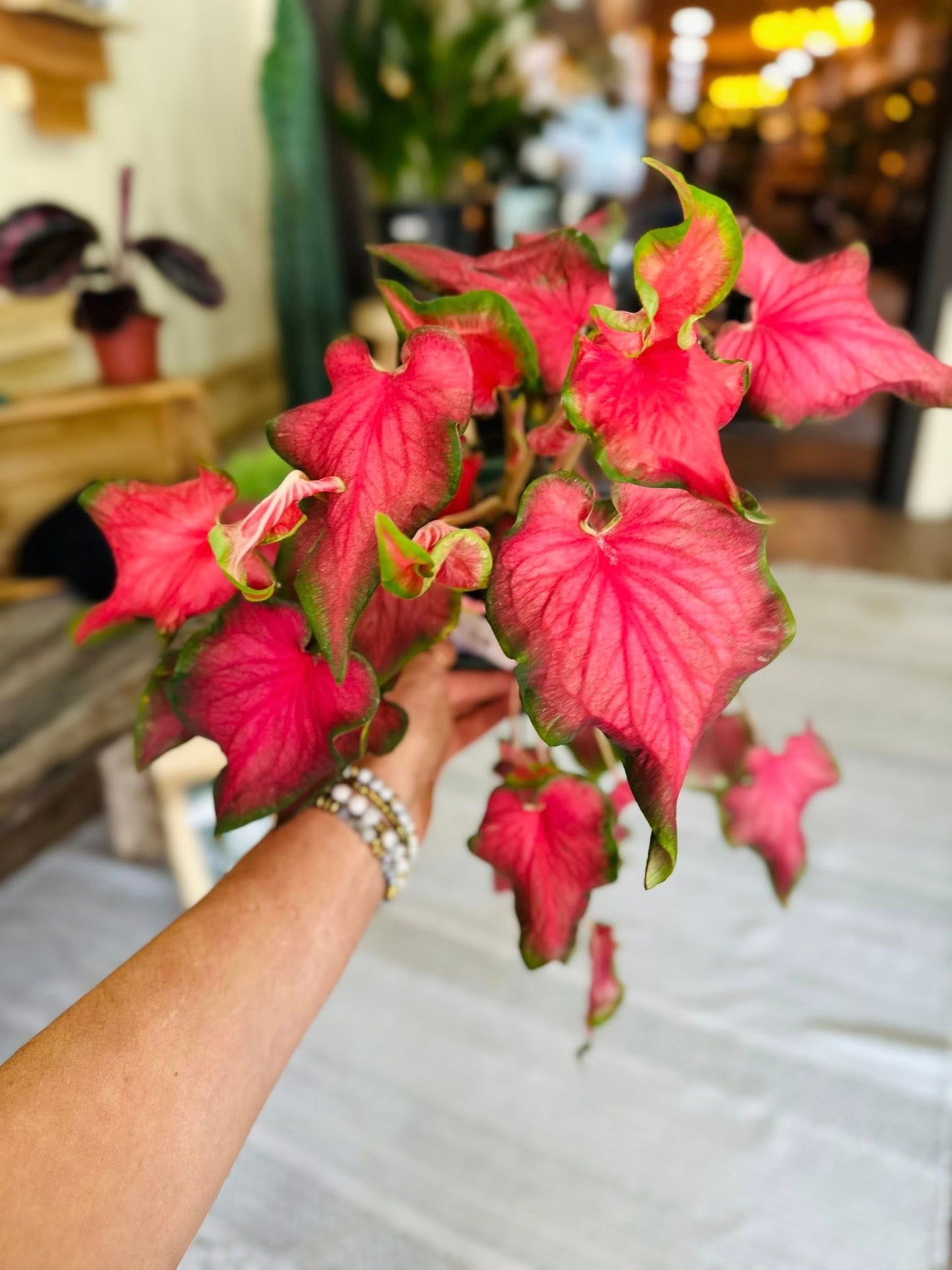 6" Caladium Fairytale Princess