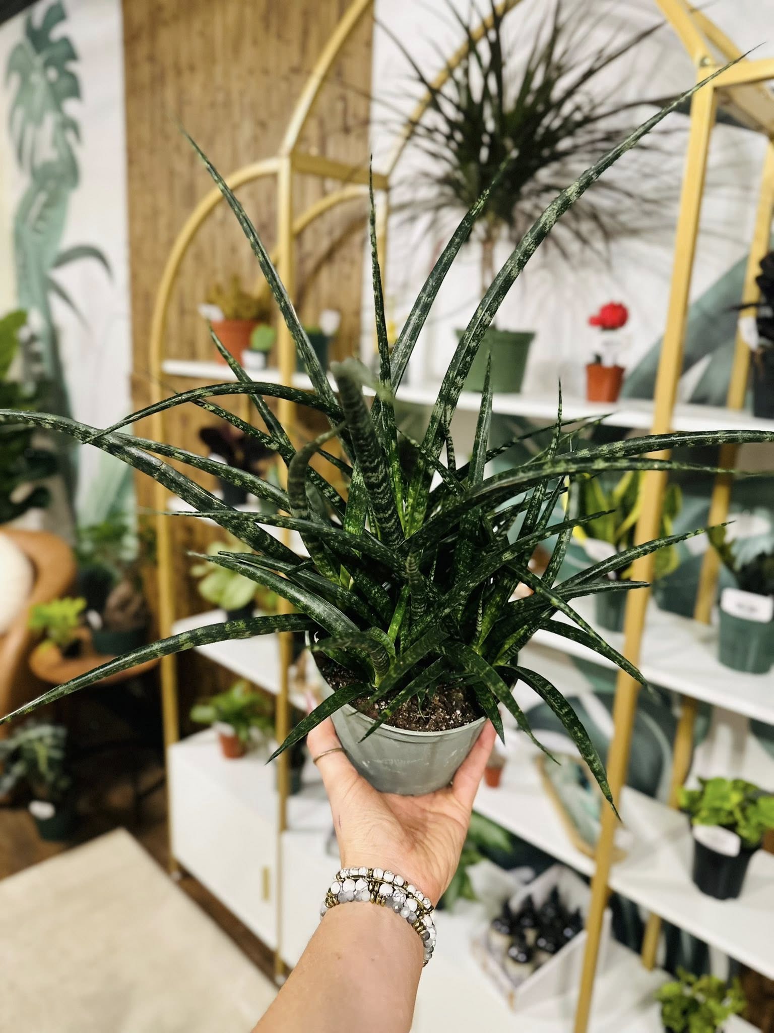 6 snake plant 6" Fernwood Snake Plant