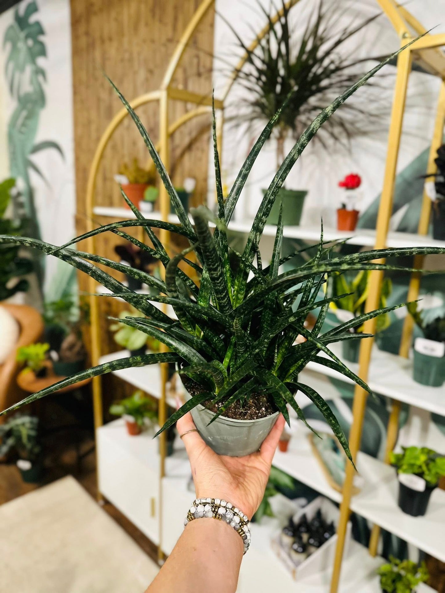 6" Fernwood Snake Plant