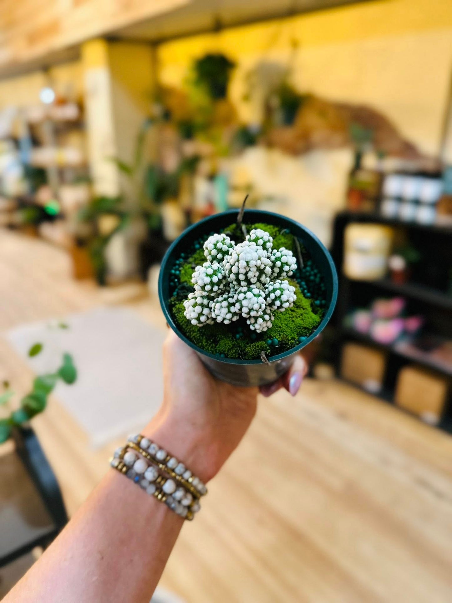 4" Arizona Snowcap Cactus