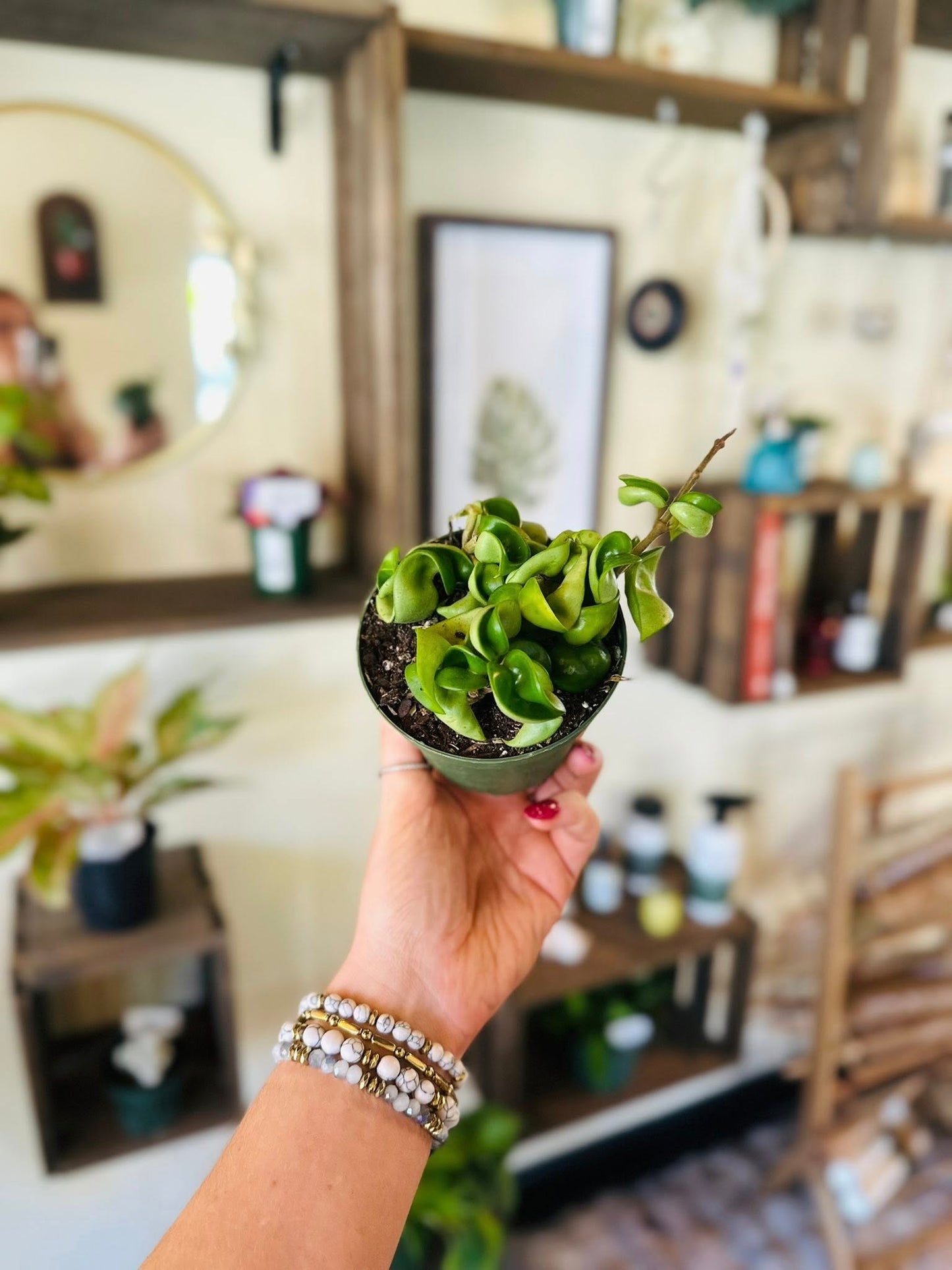 4" Hoya Ropes