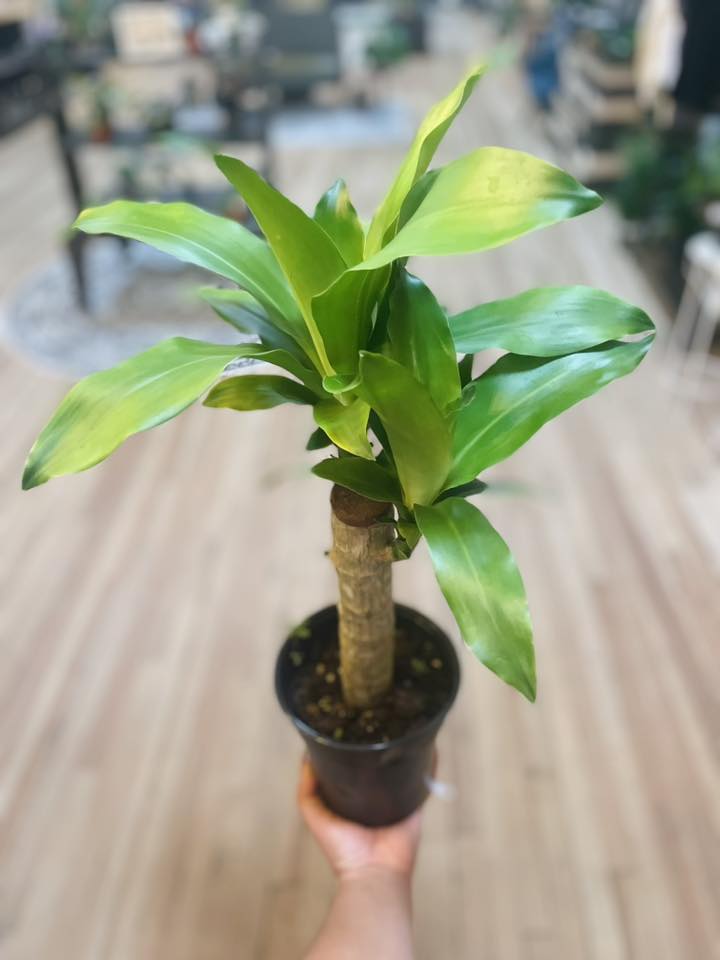 6" Dracaena Mass Cane