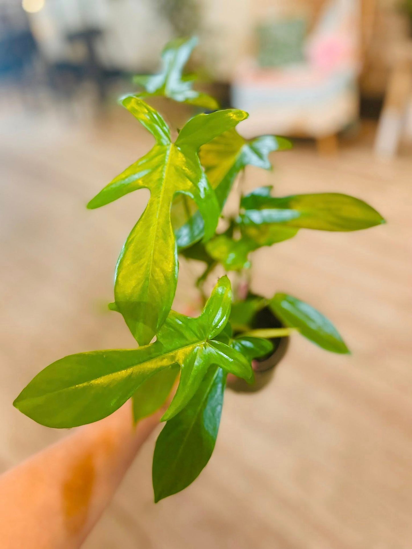 4" Philodendron Pedatum