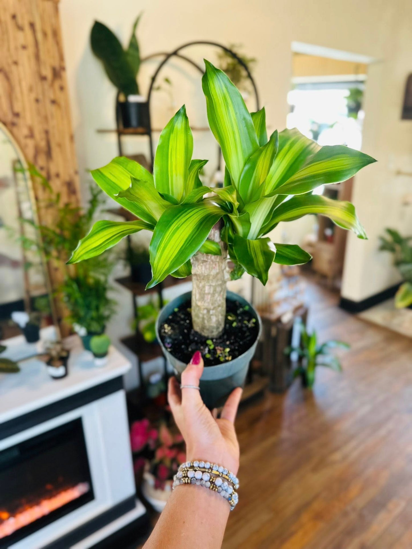 6" Dracaena Mass Cane