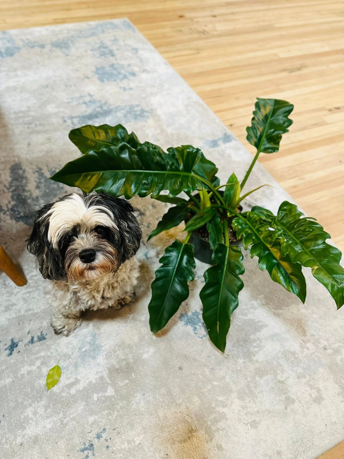 8" Philodendron Narrow Scape