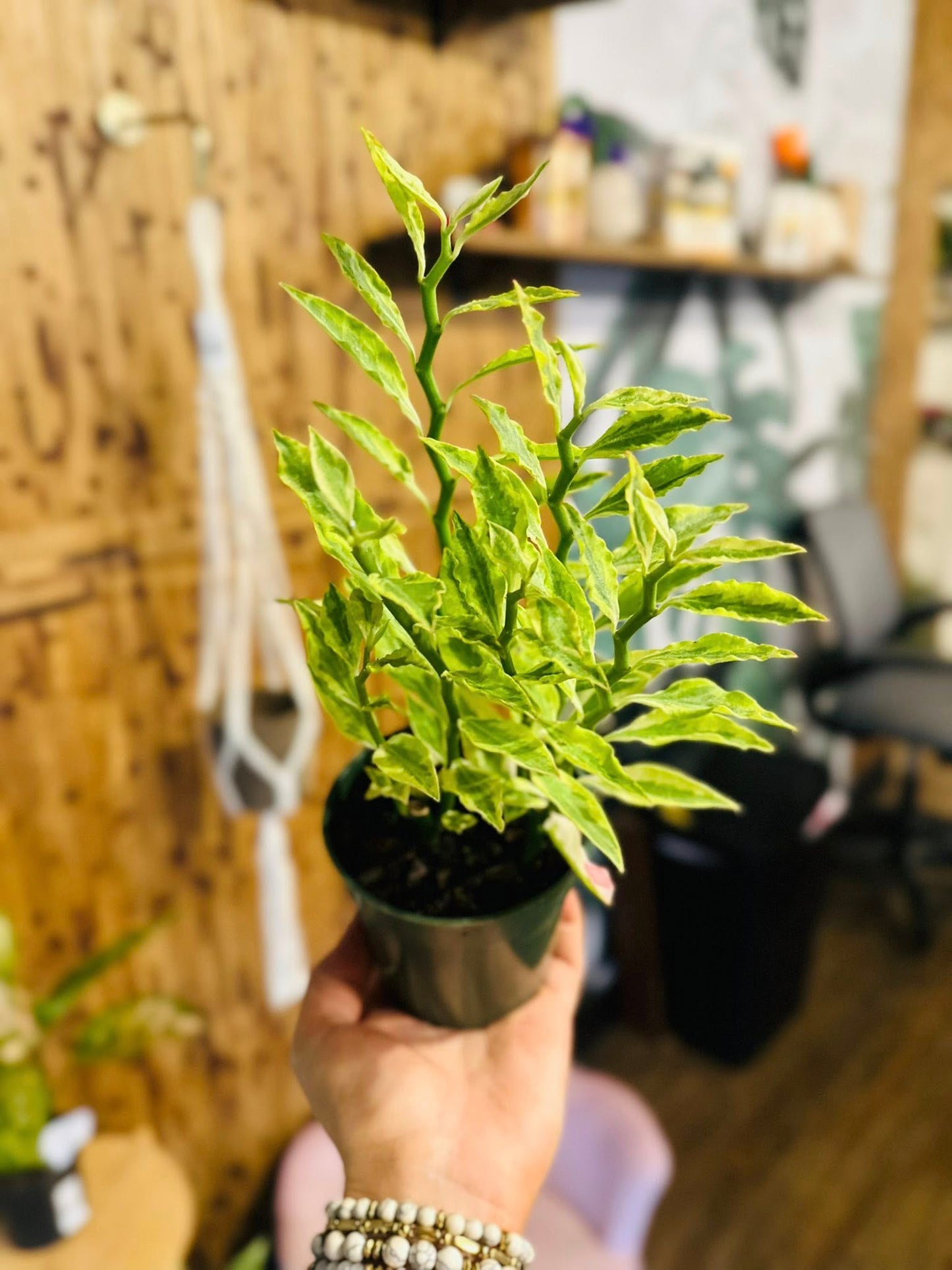 4" Devil's Backbone