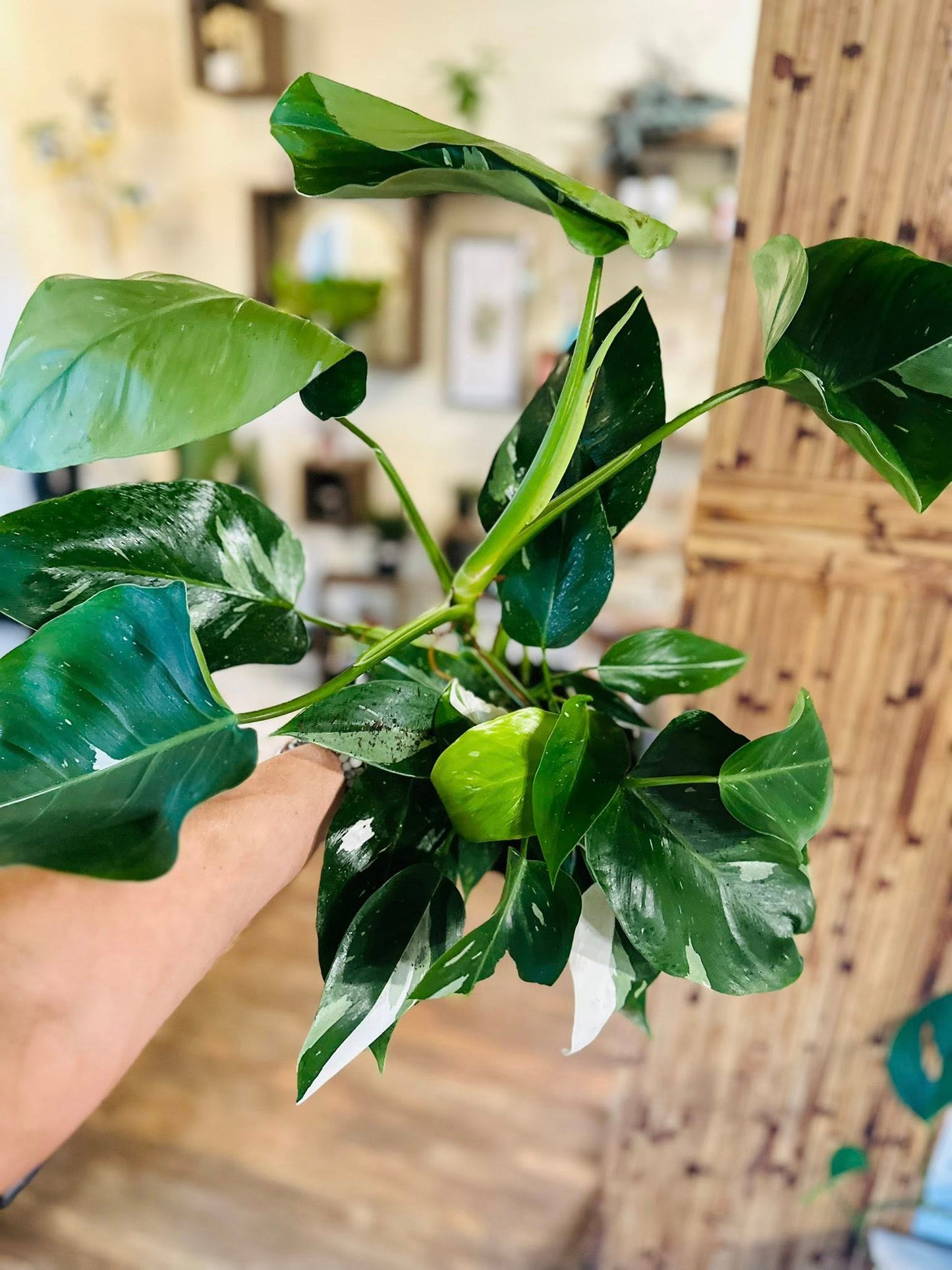 6" Philodendron White Wizard