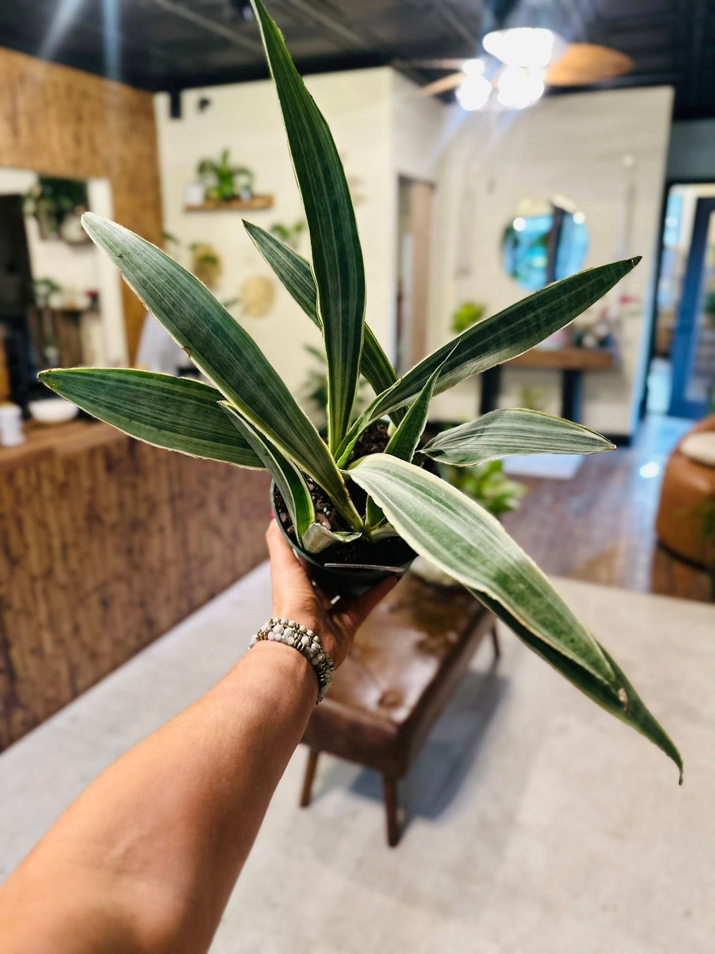 6" Sayuri Snake Plant