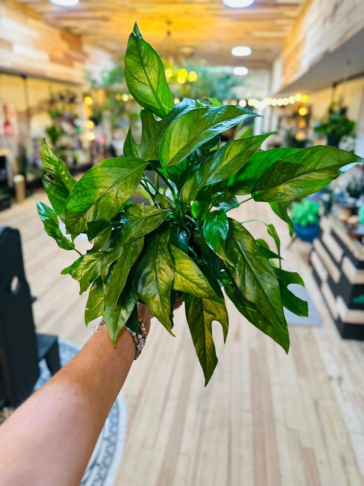 6" Baltic Blue Pothos