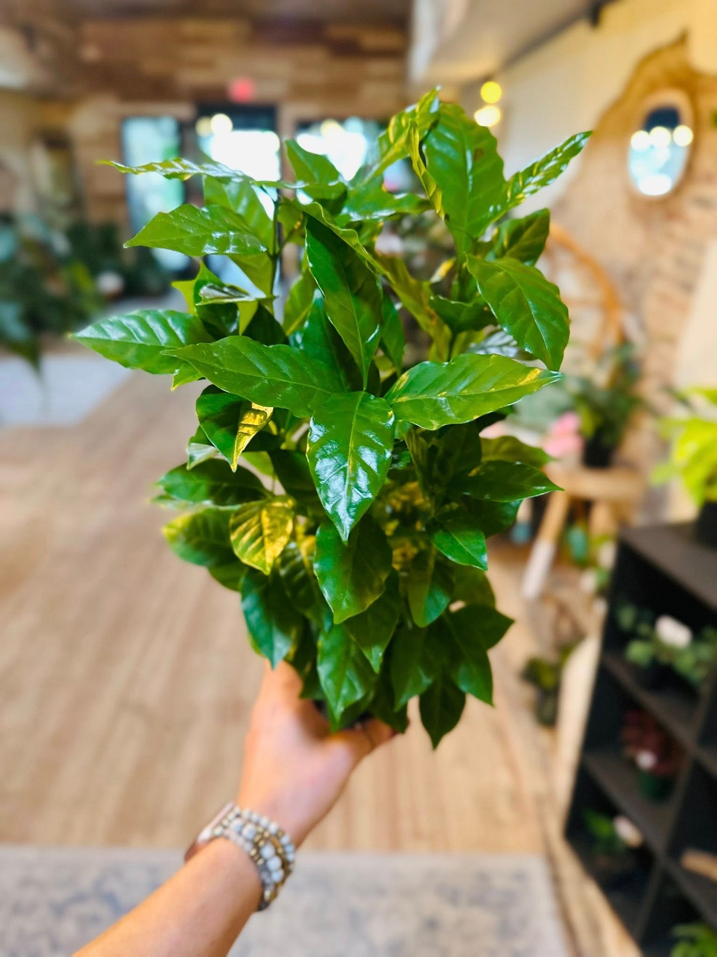 4" Coffee Arabica