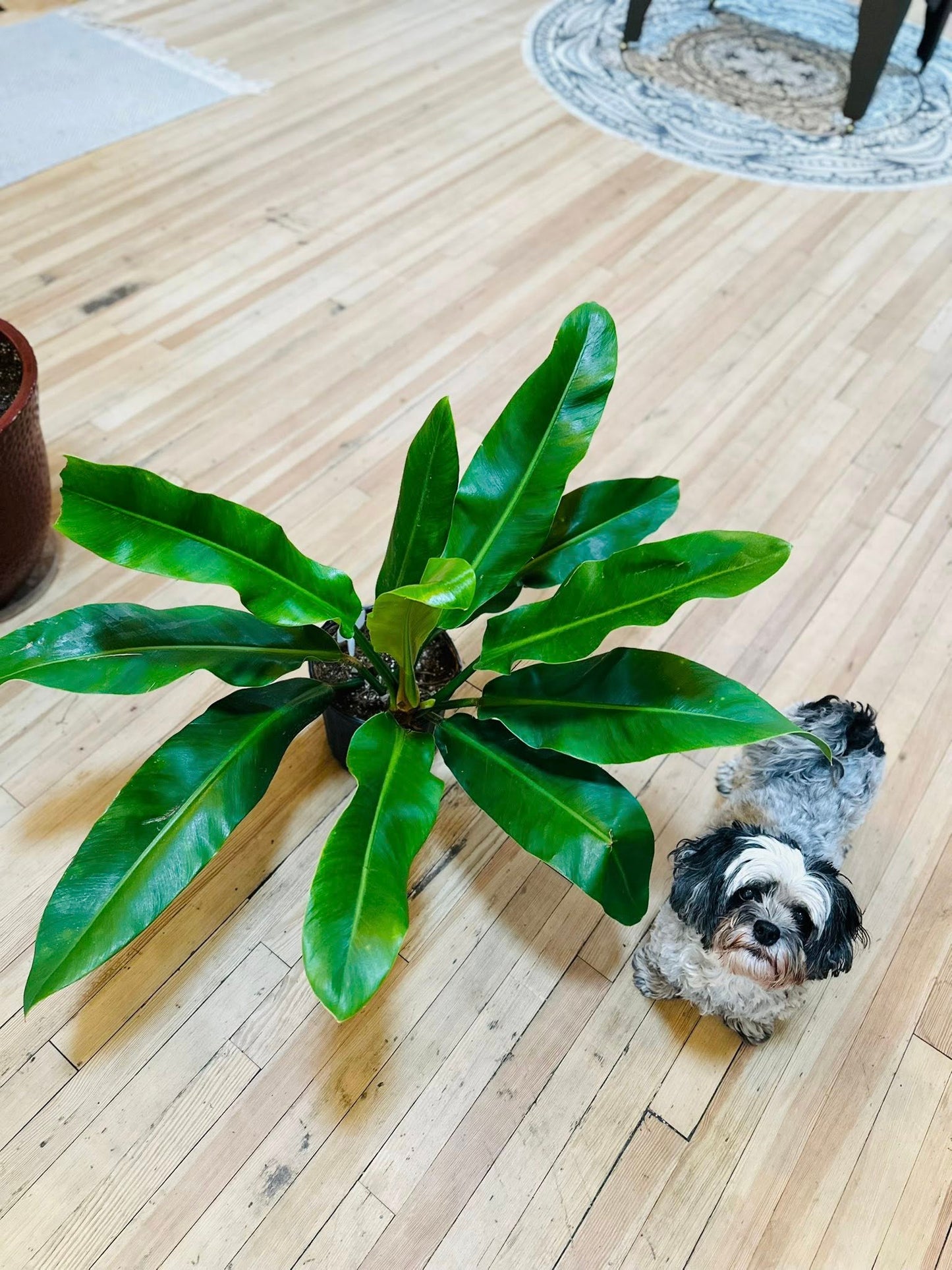 10" Philodendron Ruizii