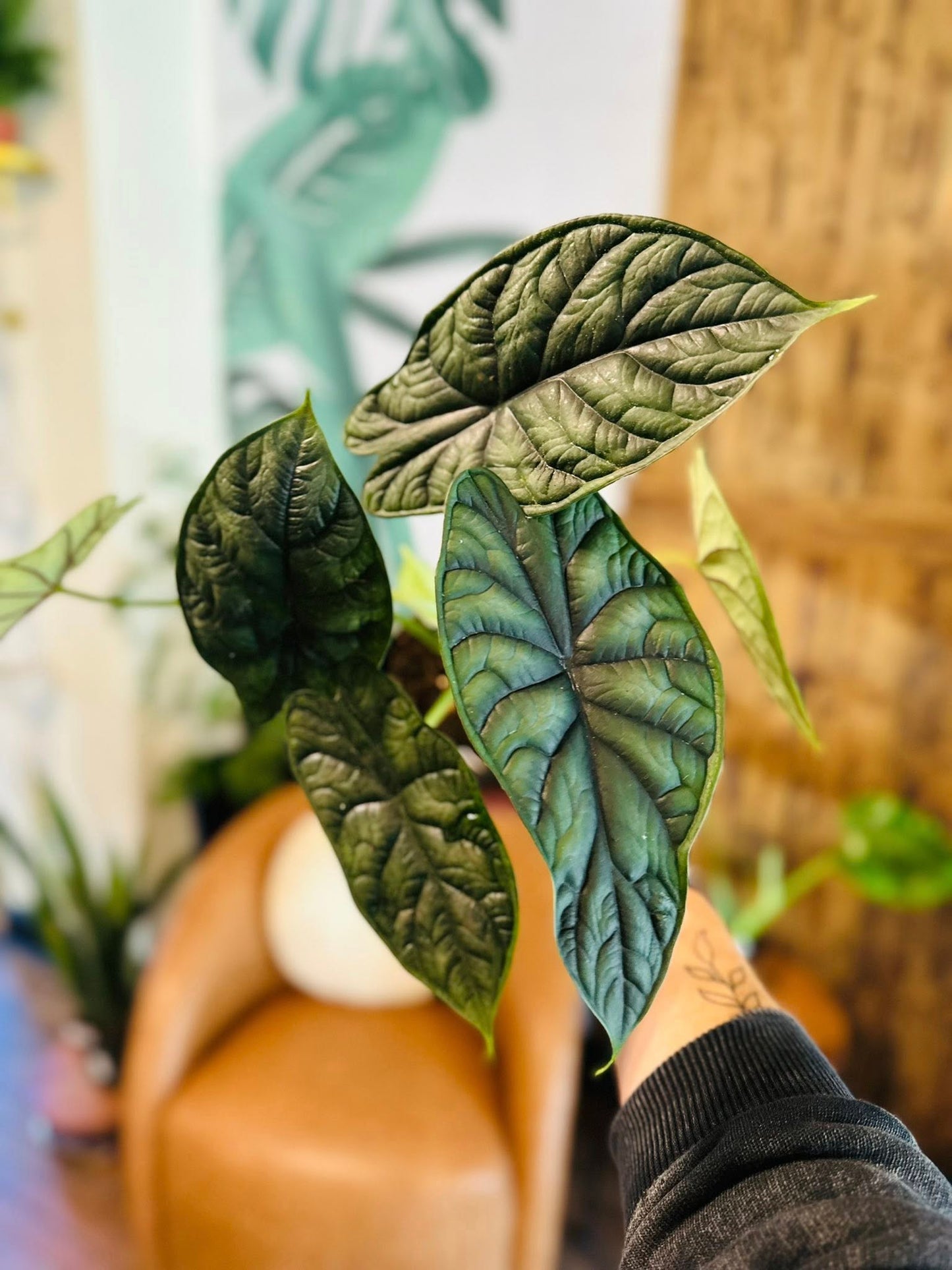4" Alocasia Dragon Scale