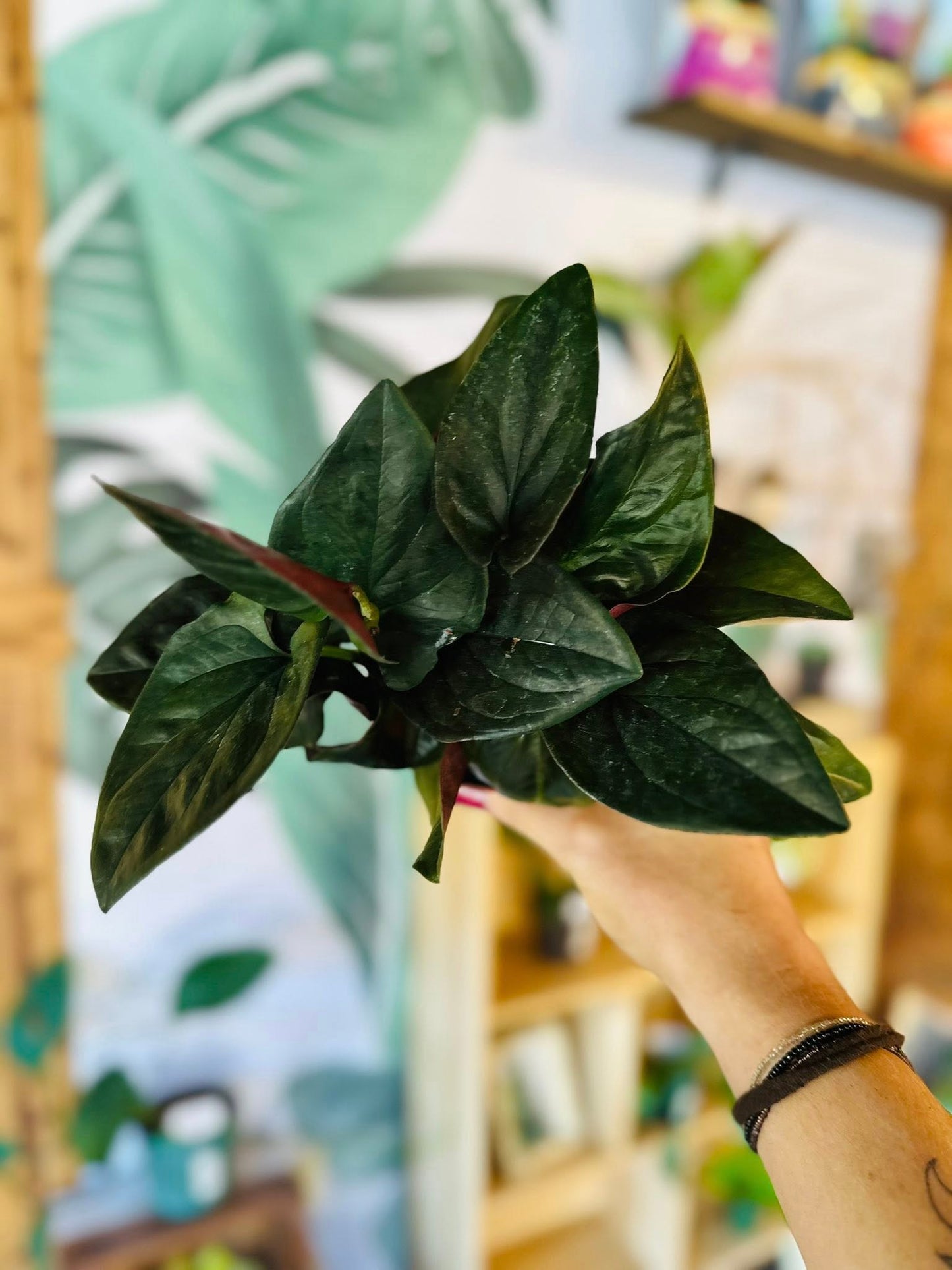 4" Syngonium Red Arrow