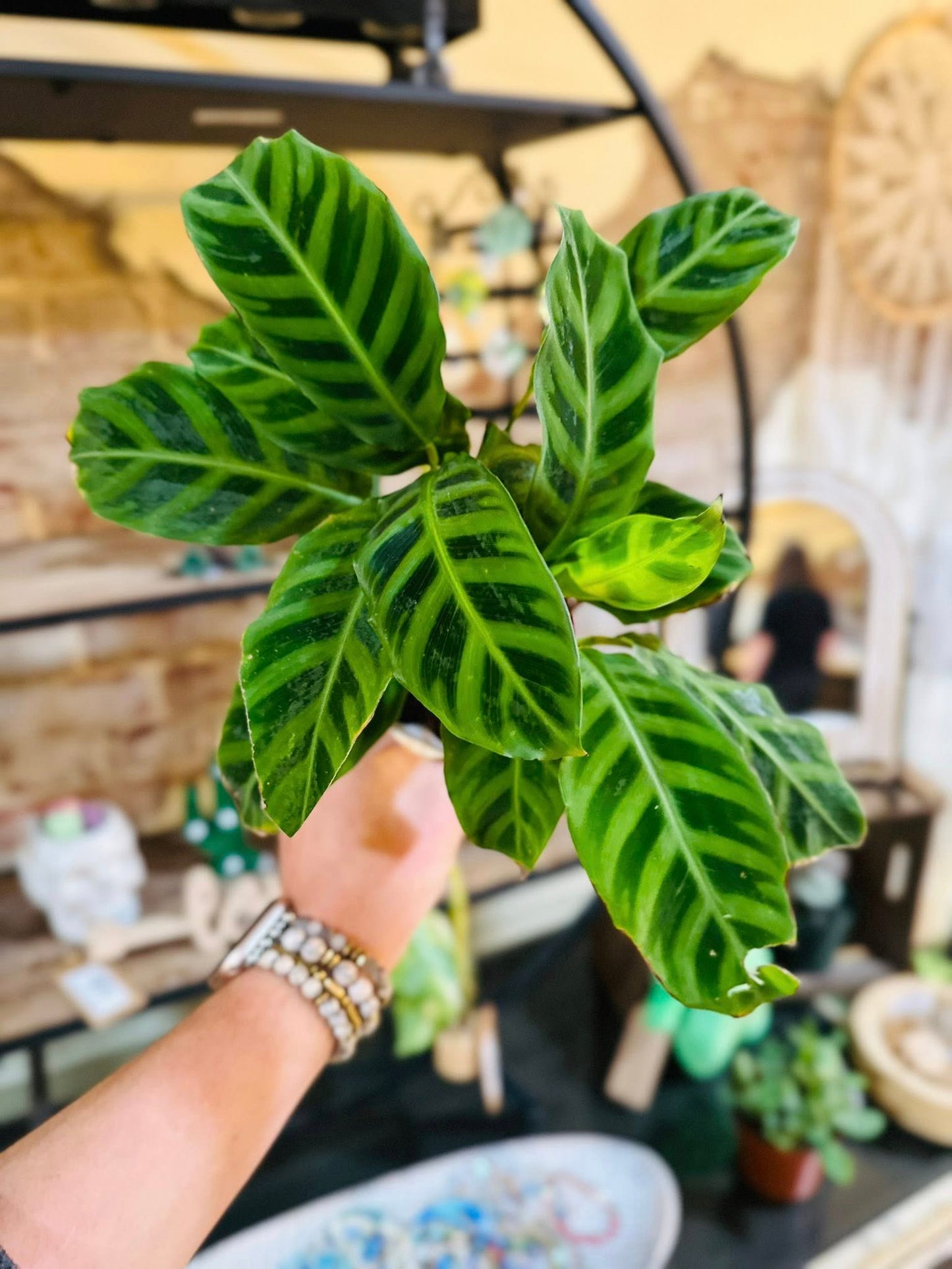 4" Calathea Zebrina