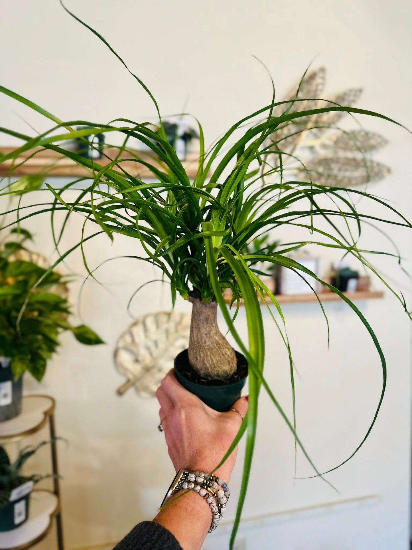 4" Ponytail Palm