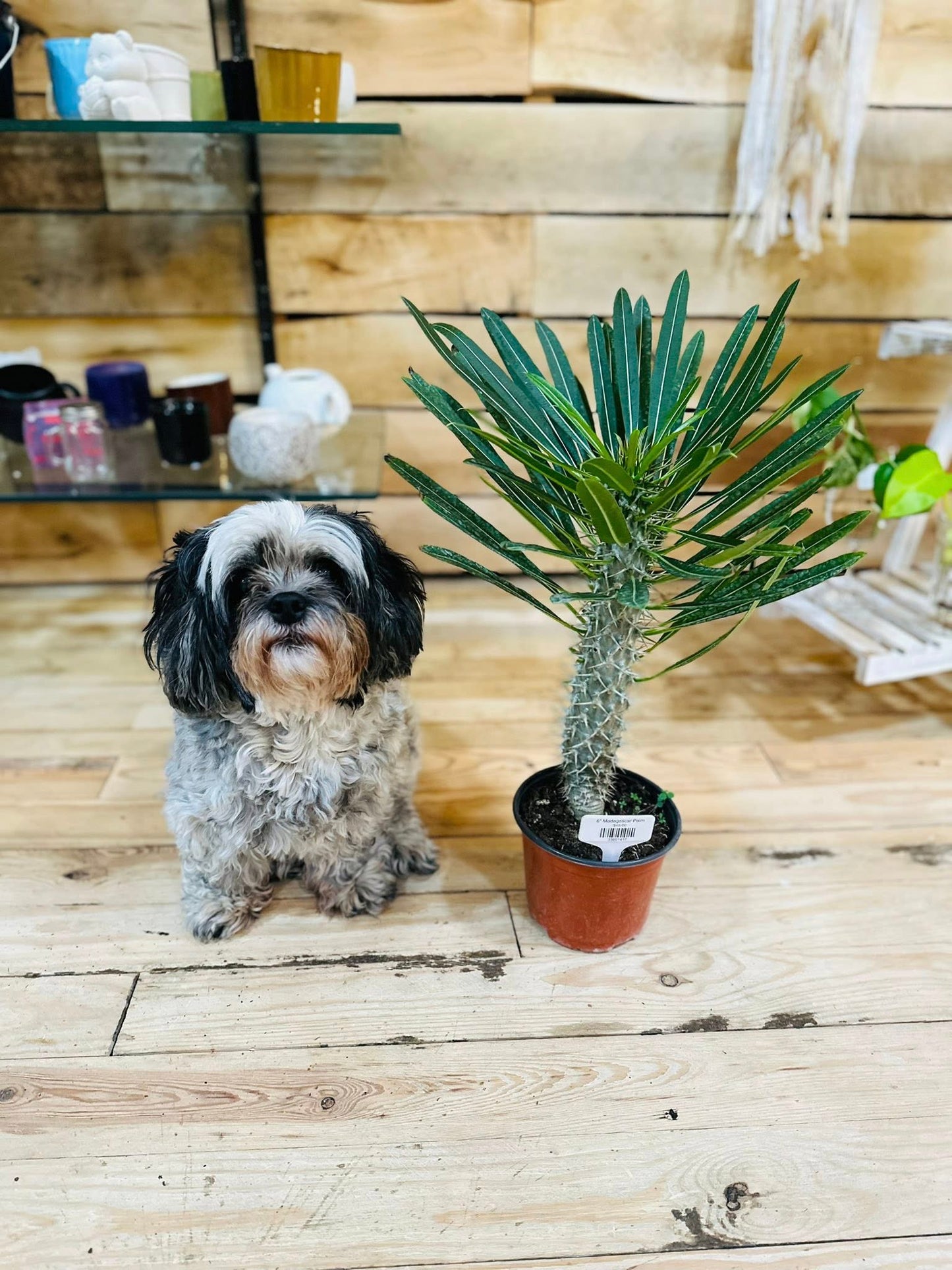 6" Madagascar Palm