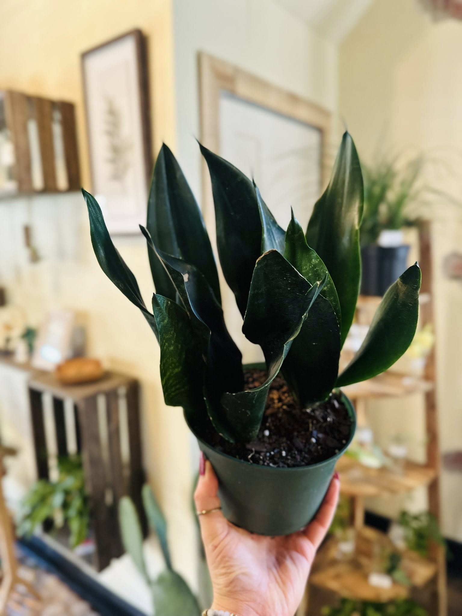 sansevieria trifasciata 'black robusta' 6" Black Dragon Snake Plant