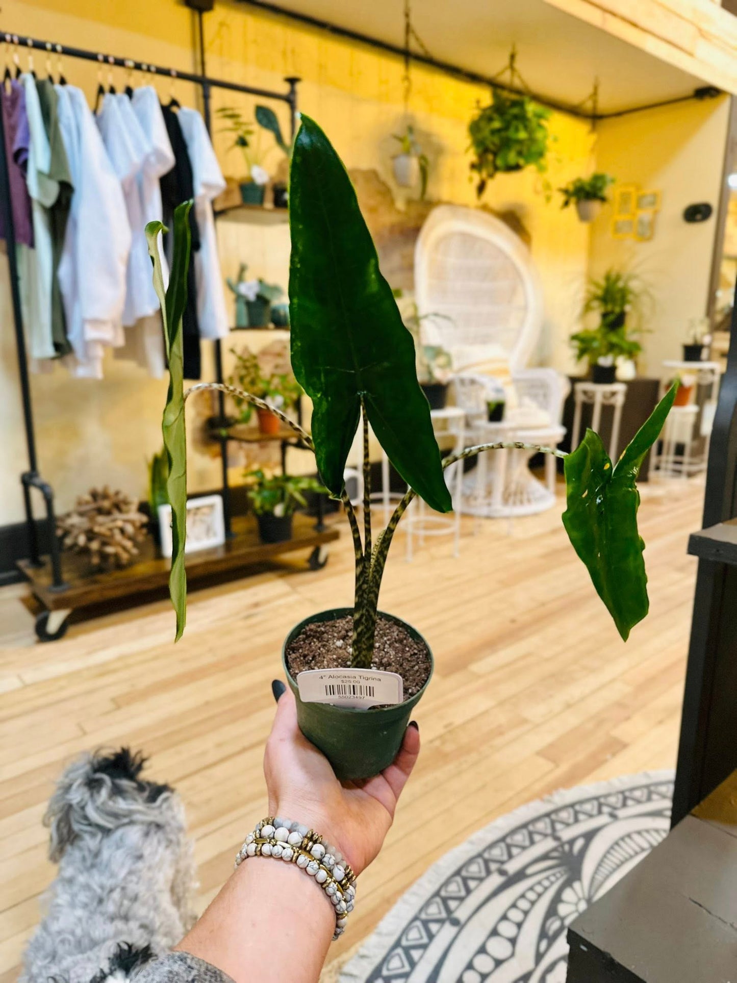 4" Alocasia Tigrina
