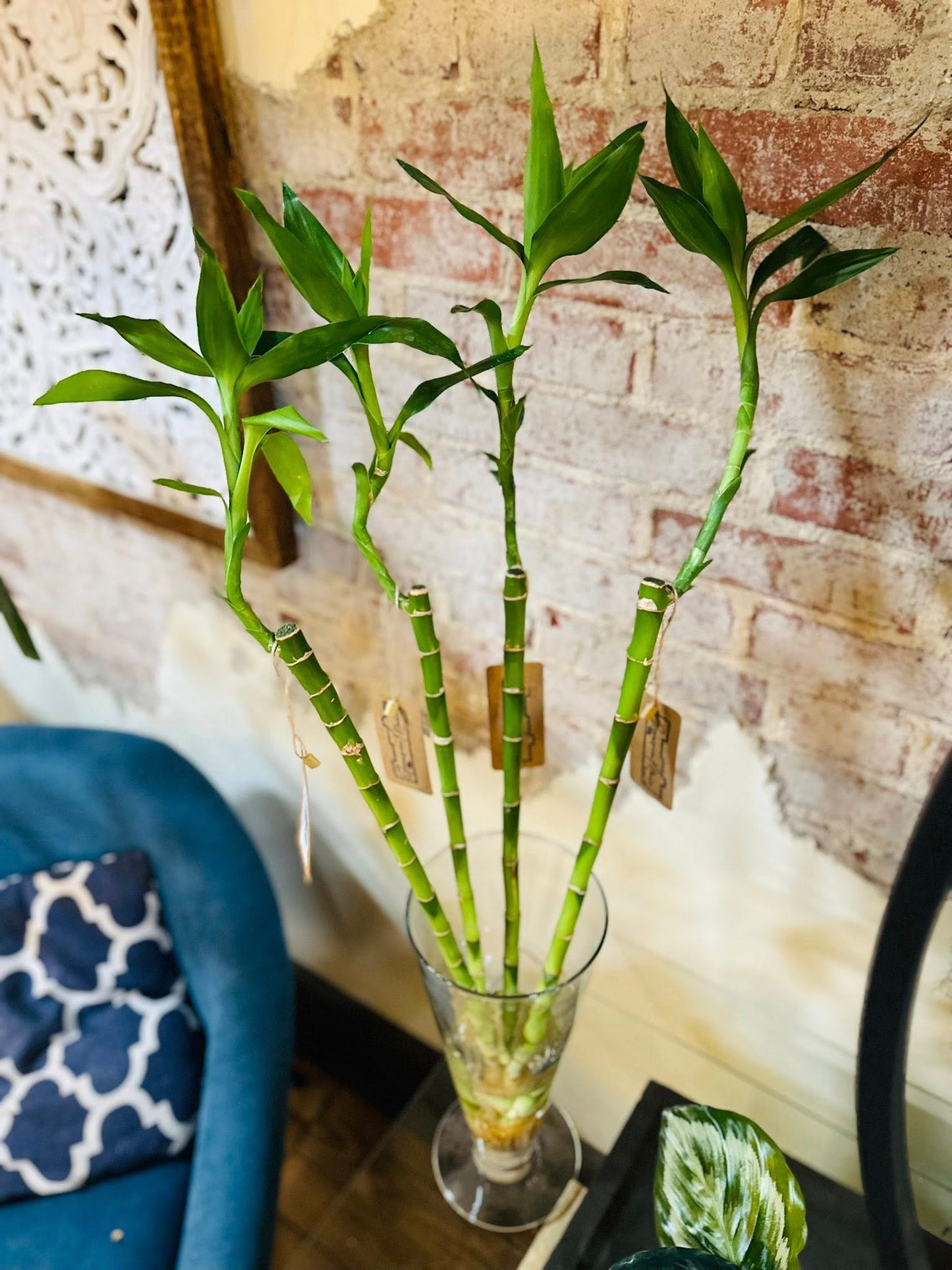 Bamboo Stalk