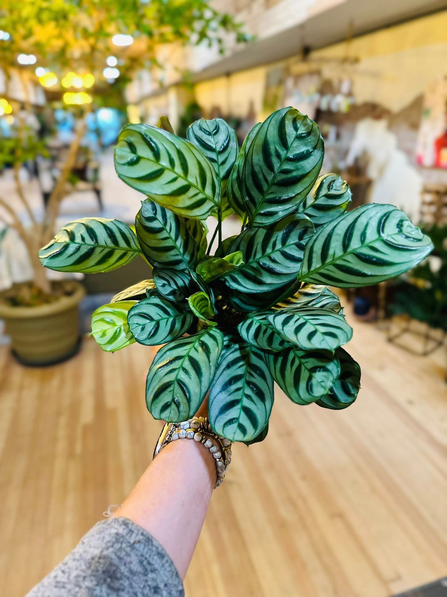 4" Calathea Burle Marx