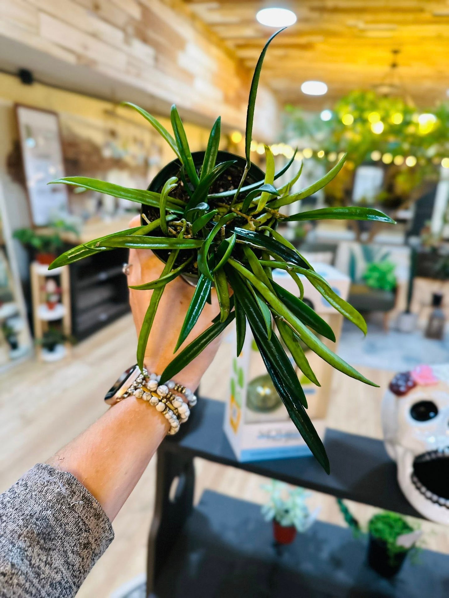 4" Hoya Shepherdii