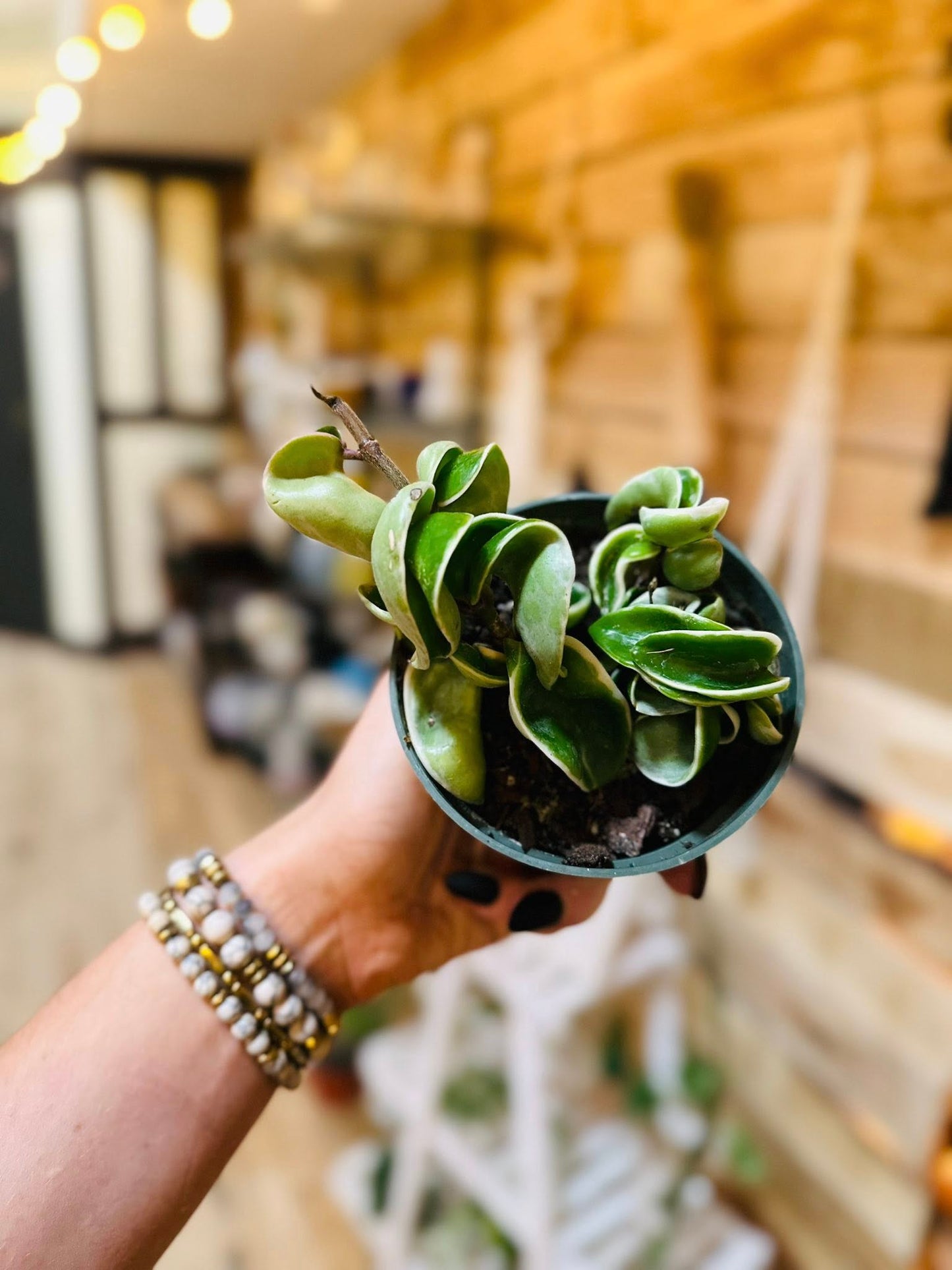 4" Hoya Rope Variegated