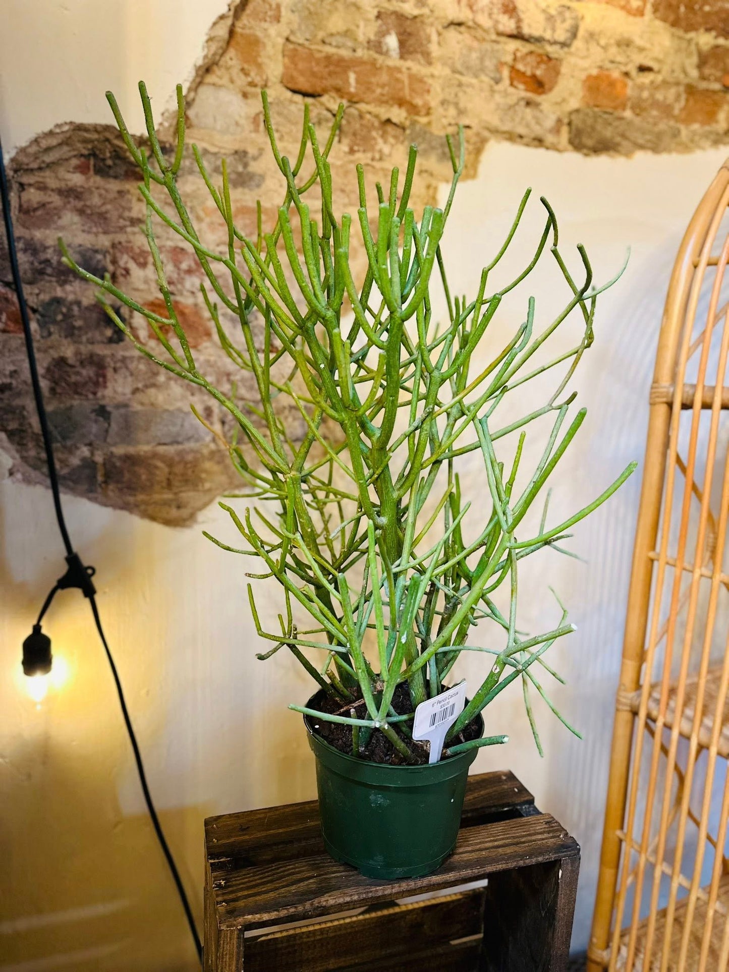 6" Pencil Cactus