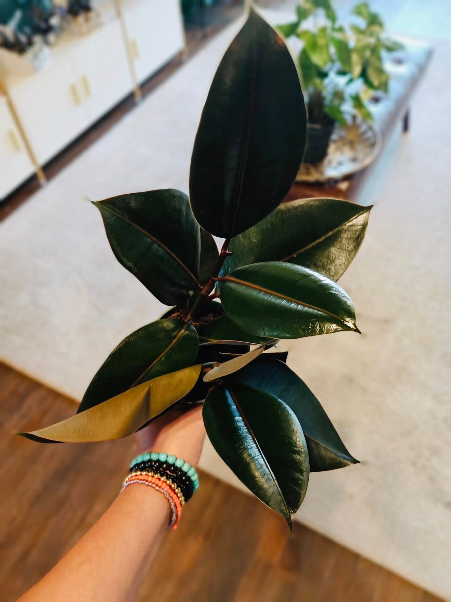4" Ficus Burgundy