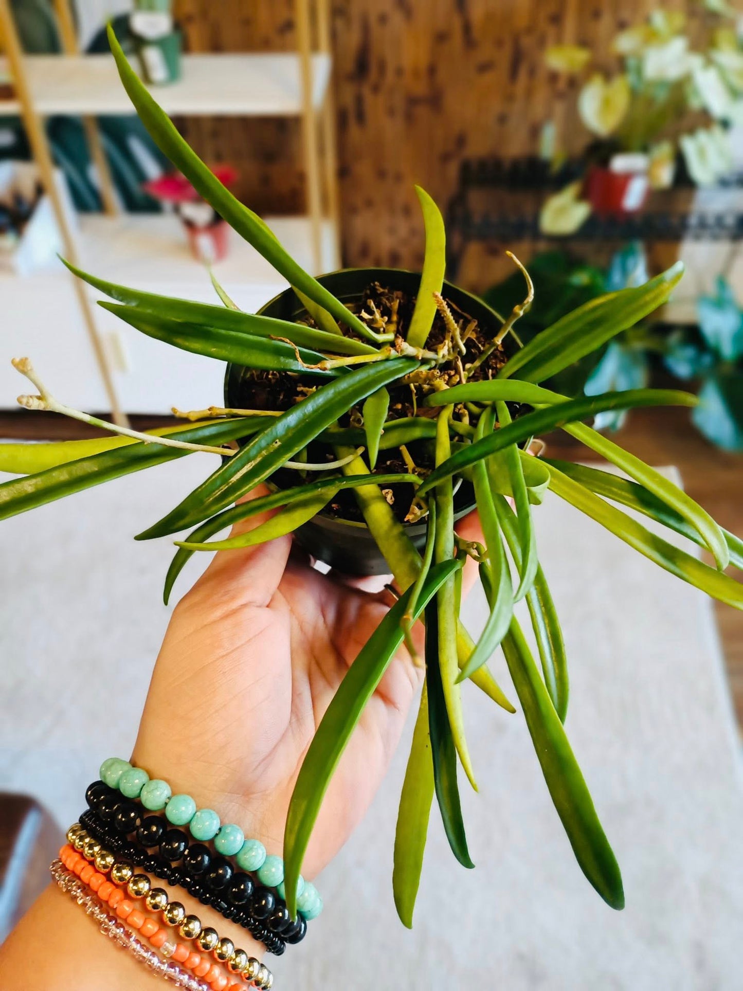 4" Hoya Shepherdii