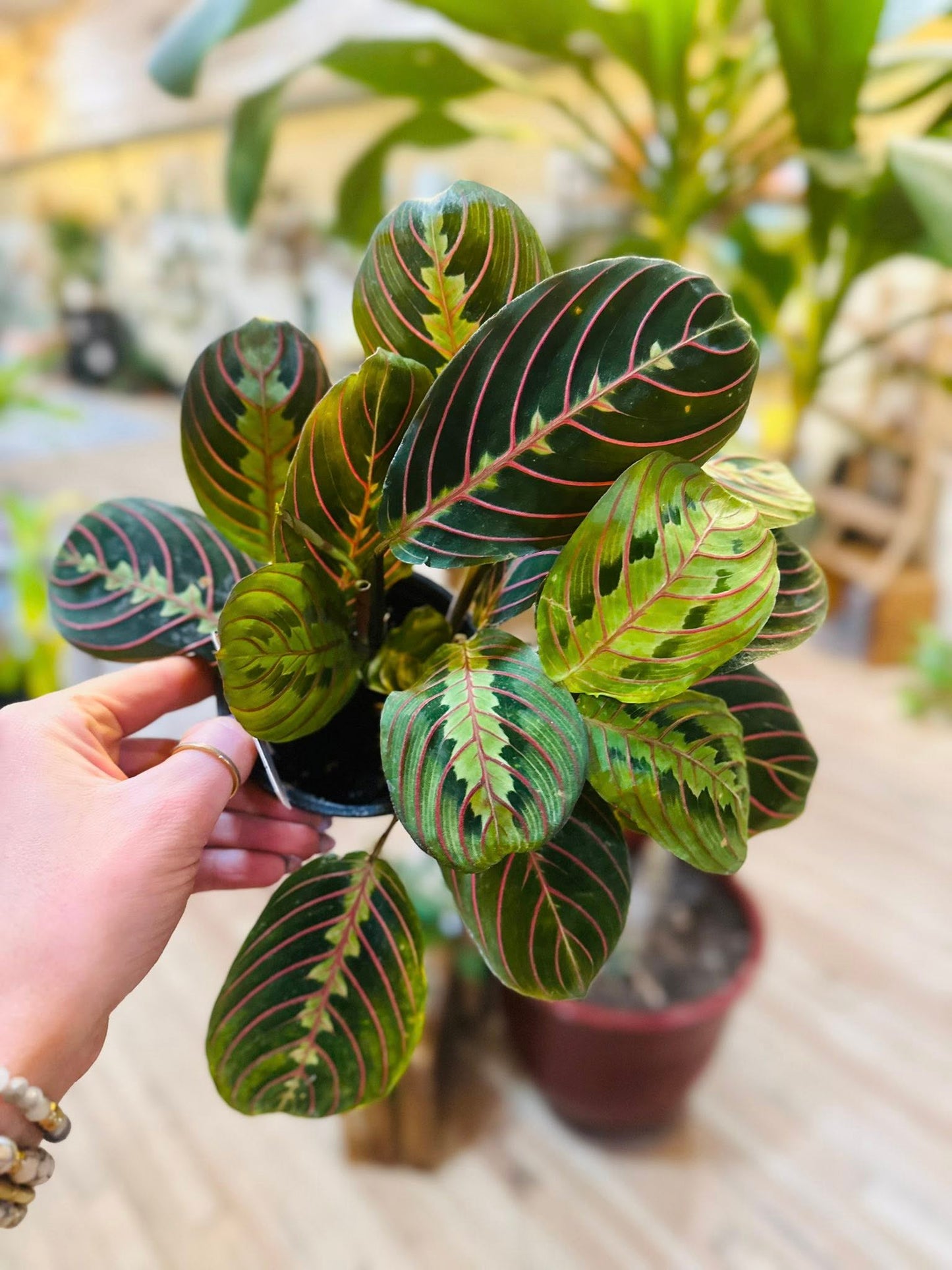 4" Maranta Red
