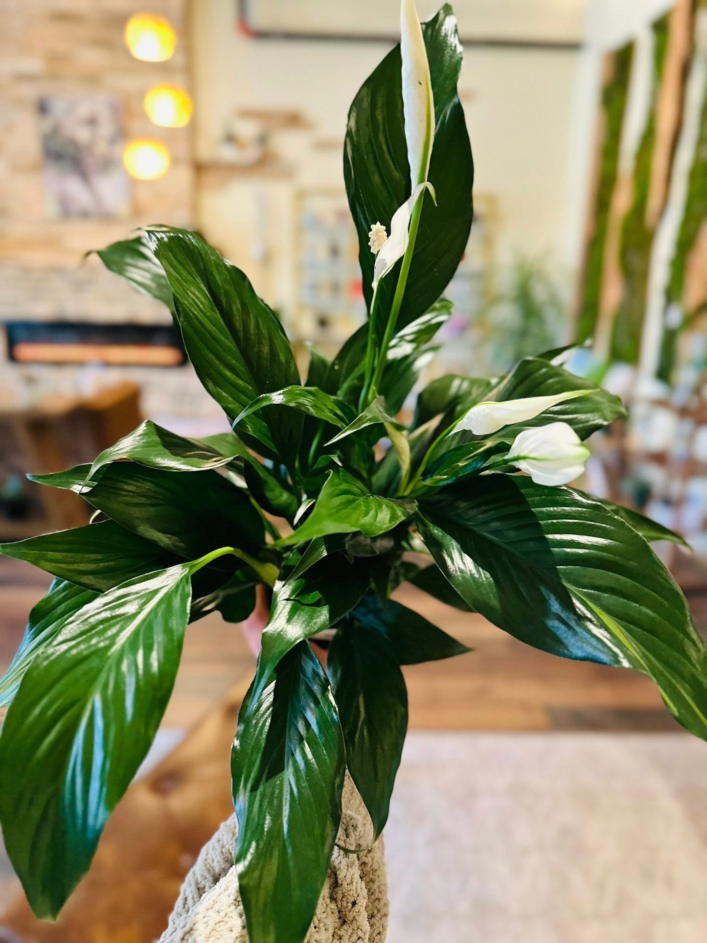 4” Peace Lily