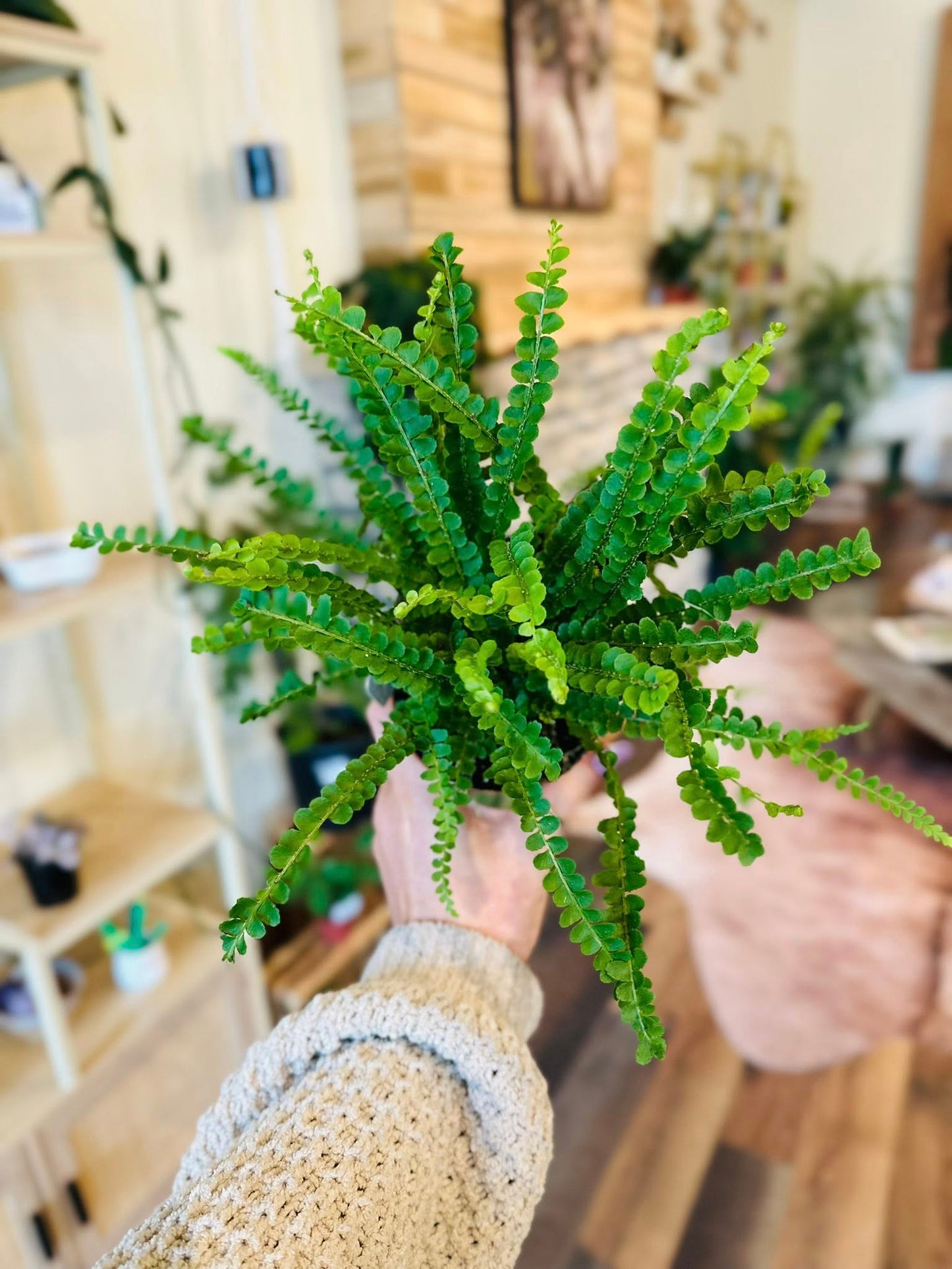 4" Lemon Button Fern