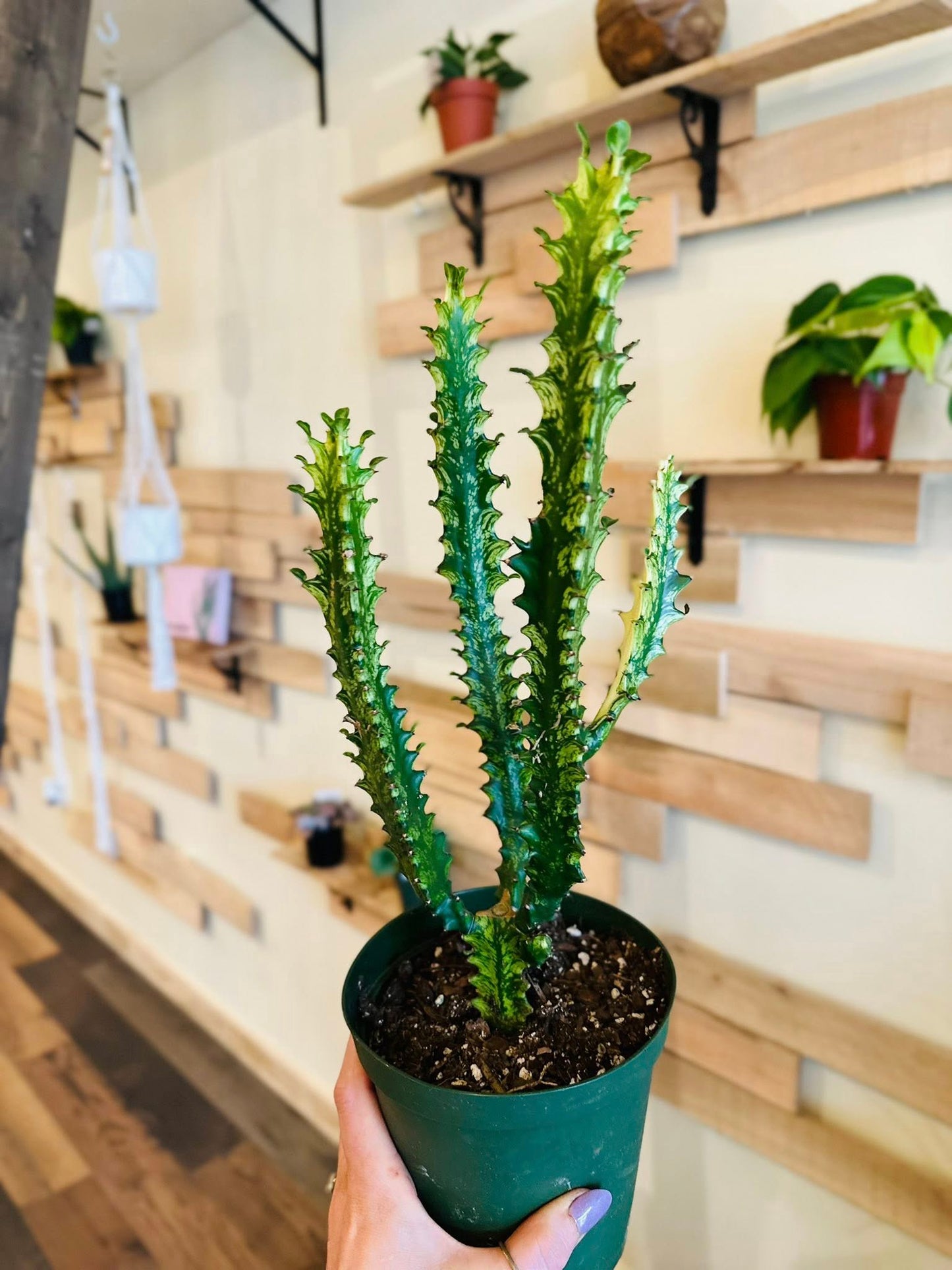 4" Euphorbia Trigonia Variegated