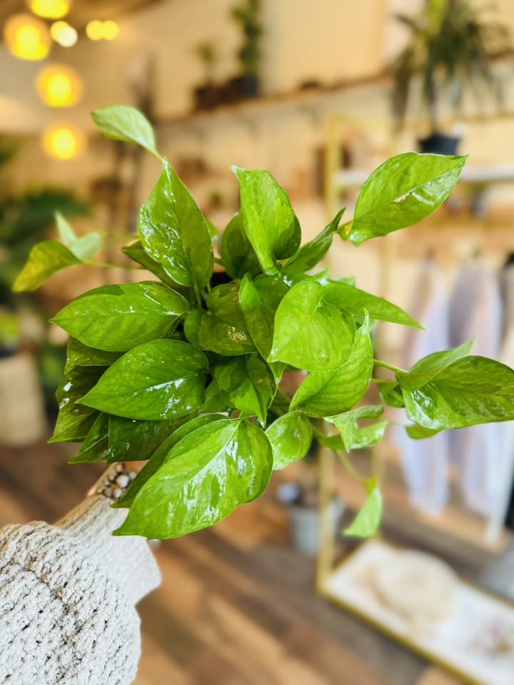 4" Emerald Green Pothos