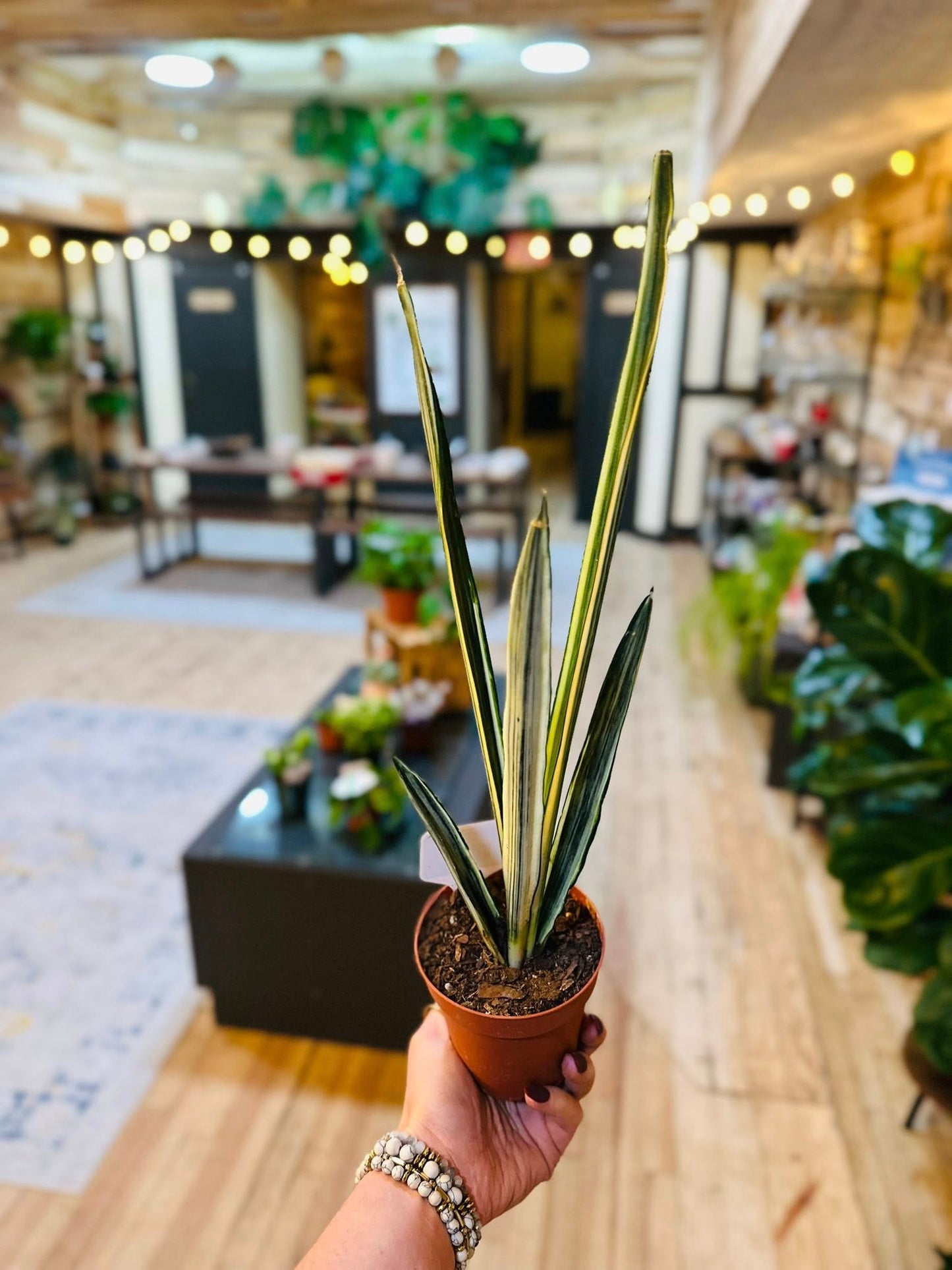 4" Bantel's Sensation Snake Plant