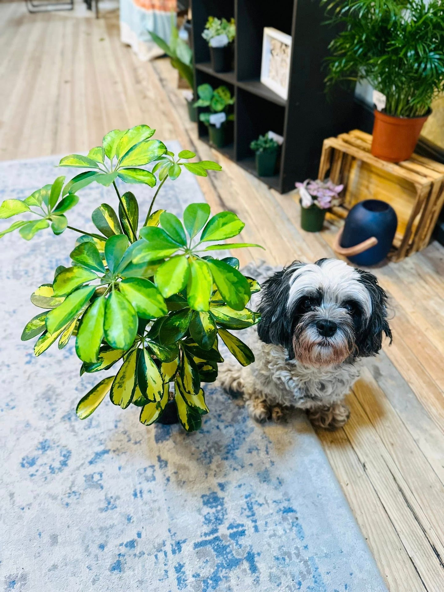 6" Schefflera Arboricola Variegated