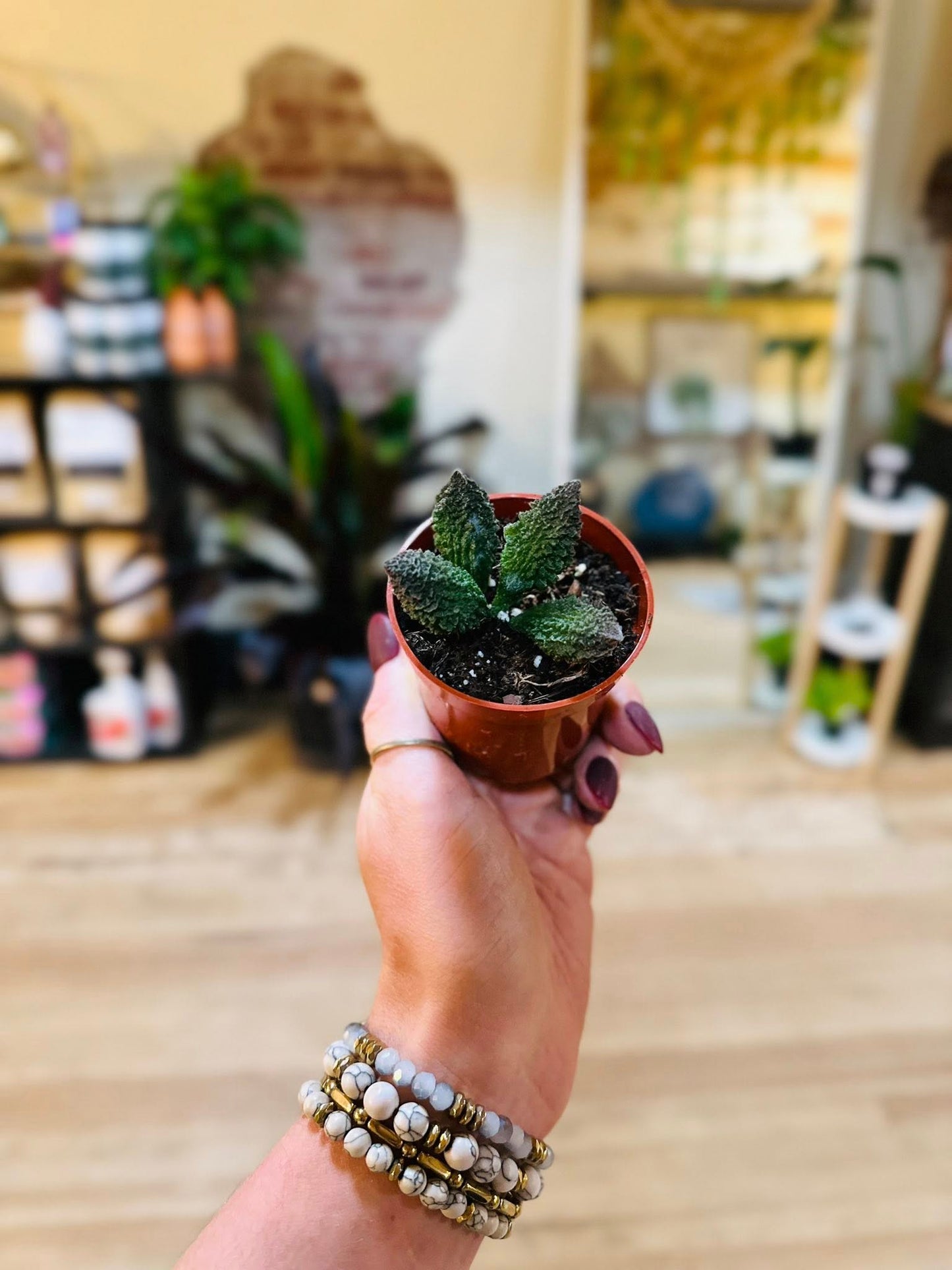 2.5" Adromischus Marianae Herrei